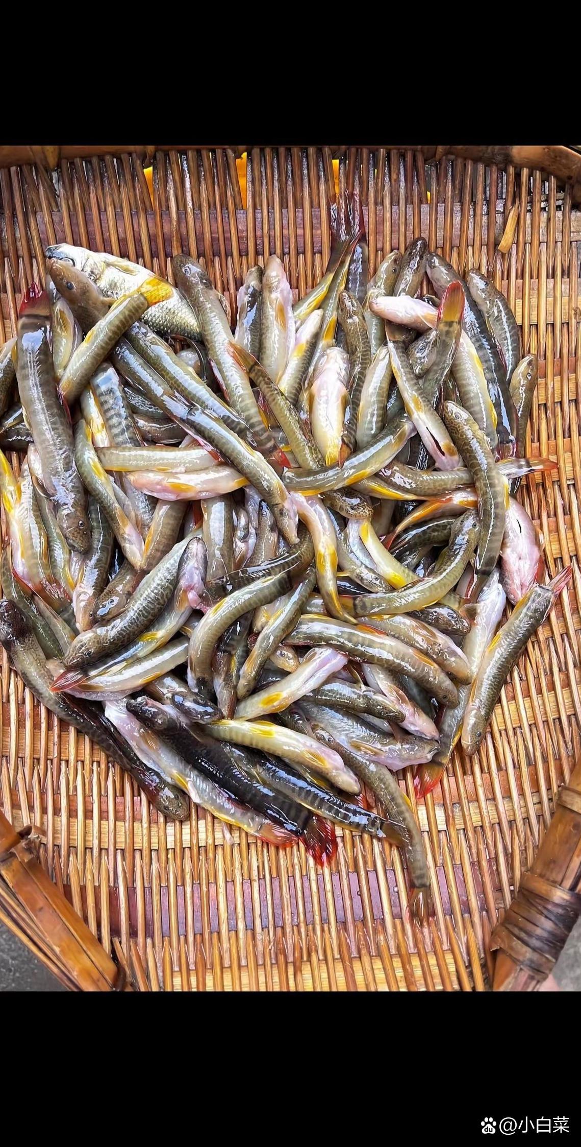 新鲜的鱼群在竹编里蹦跶,仿佛下一秒就要跳出屏幕,鲜活的气息隔着屏幕