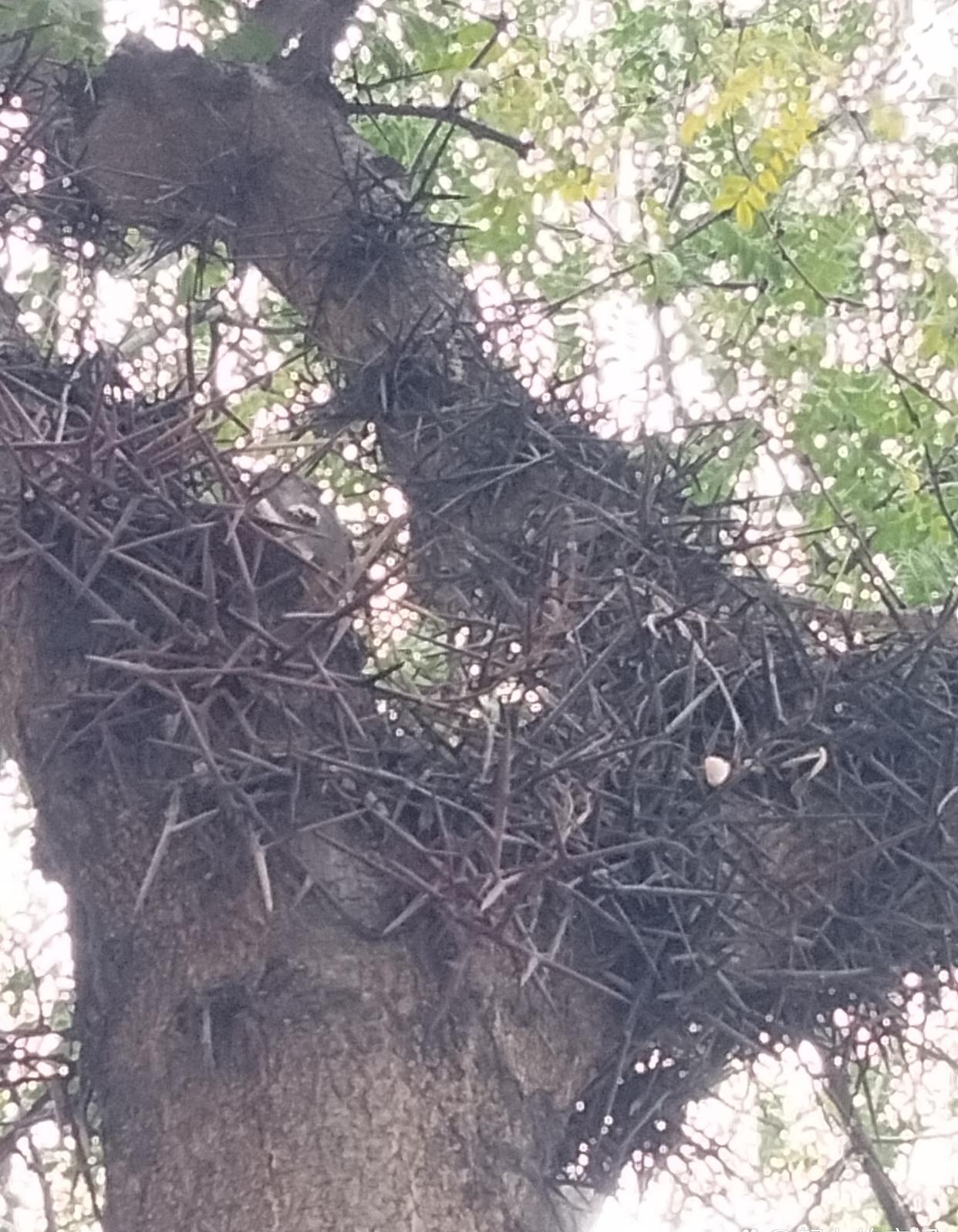 知道这是什么树吗?它的果实在以前可以洗衣服!