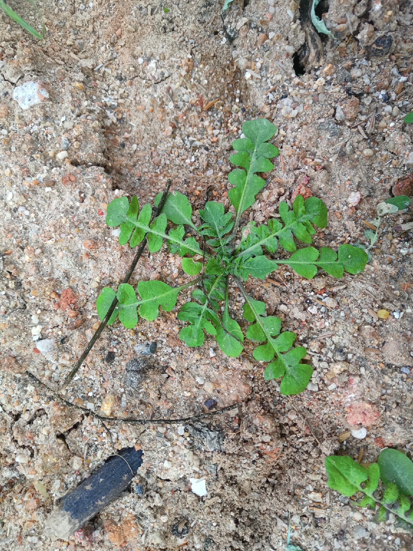 春天地里的野菜图片图片