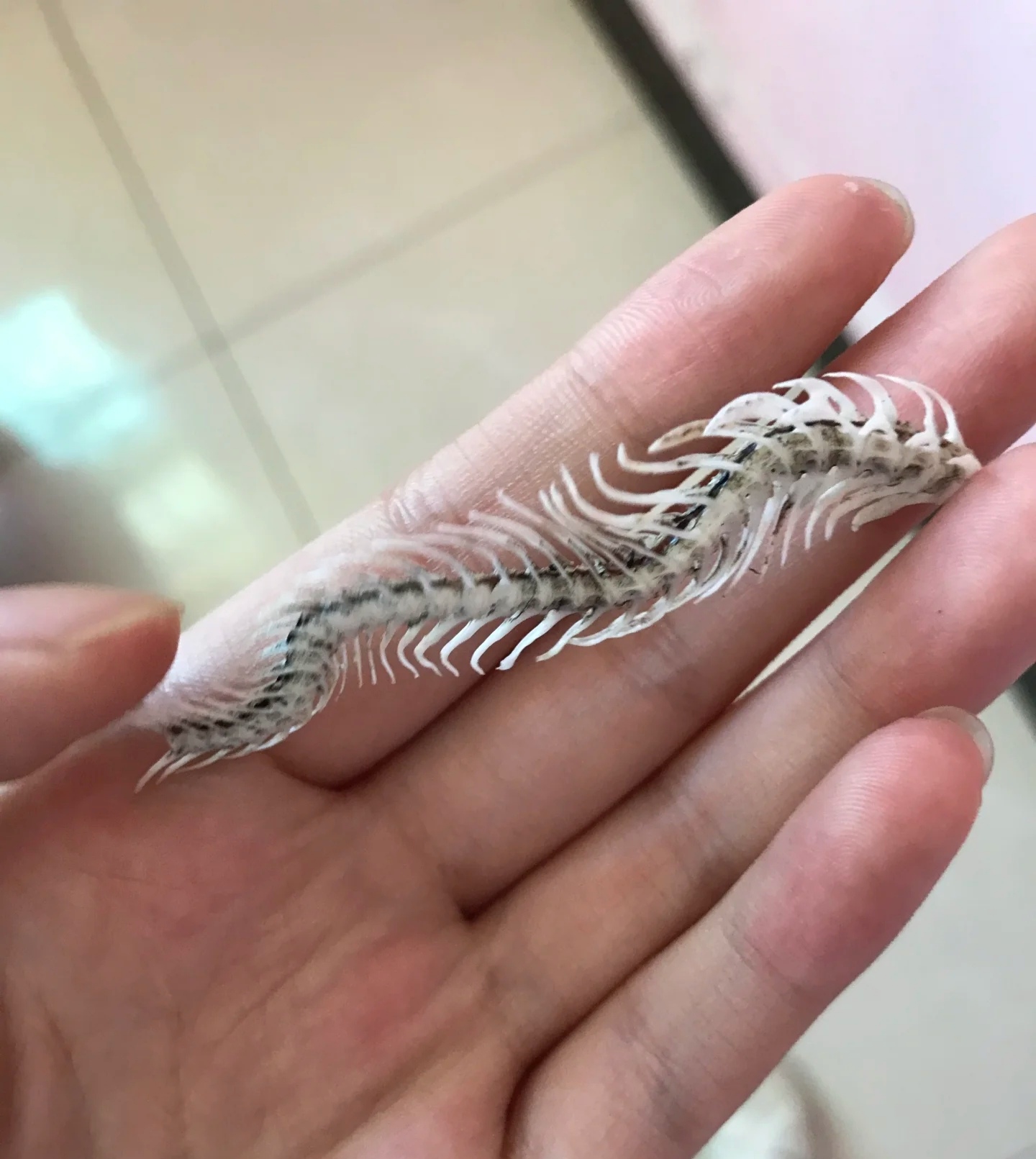 没想到鱼也会脊柱侧弯呀,那它就不能跷二郎腿了,不然会更严重的.