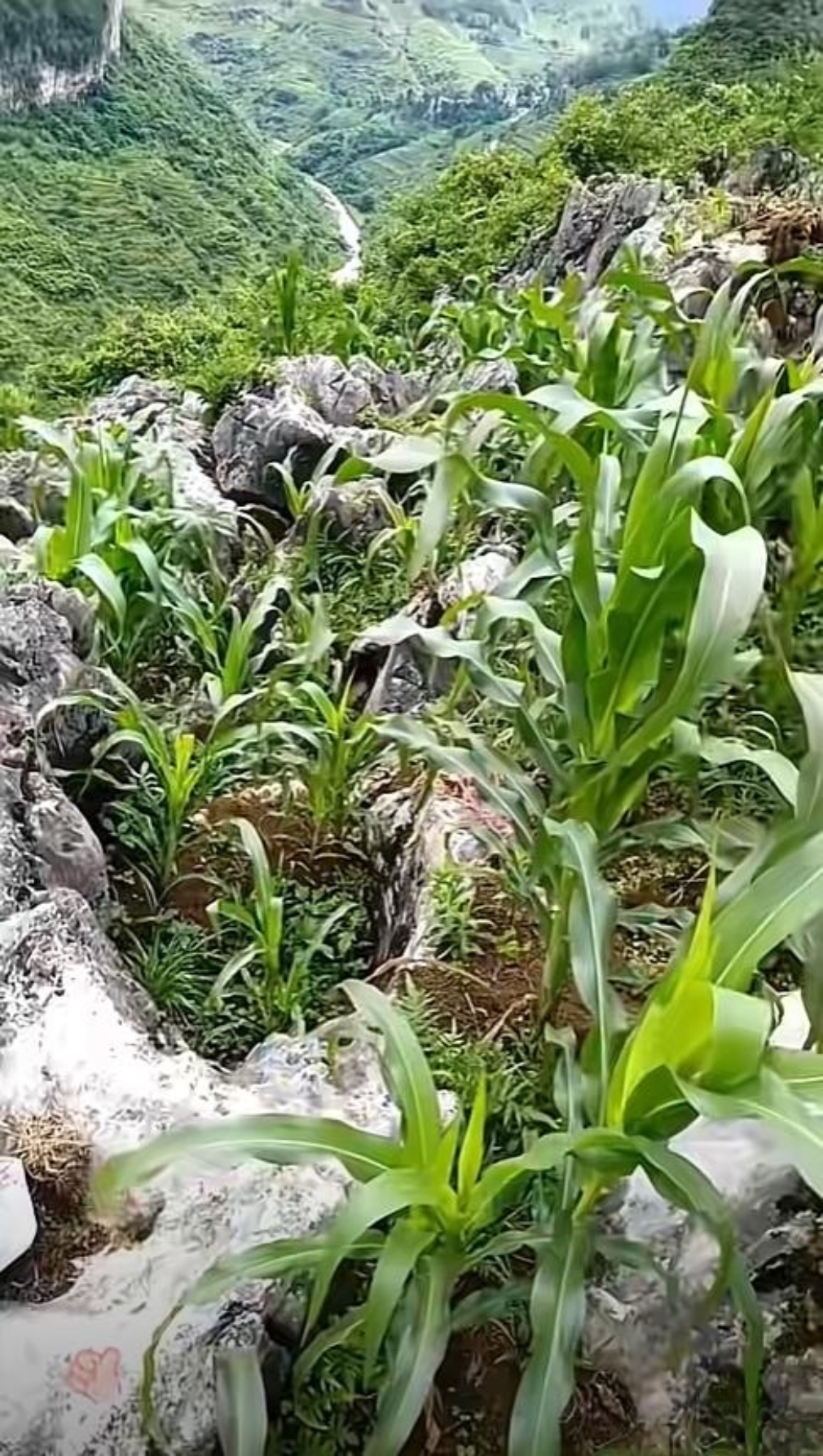 玉米都种在石头缝里,在这样的地方种玉米,全部都的人工劳作