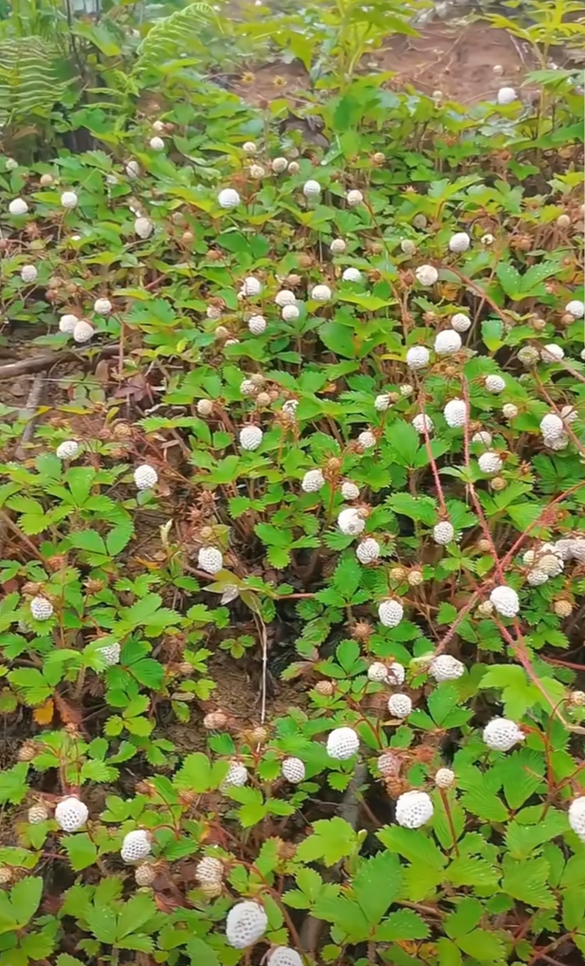 纯天然无污染的野生白草莓