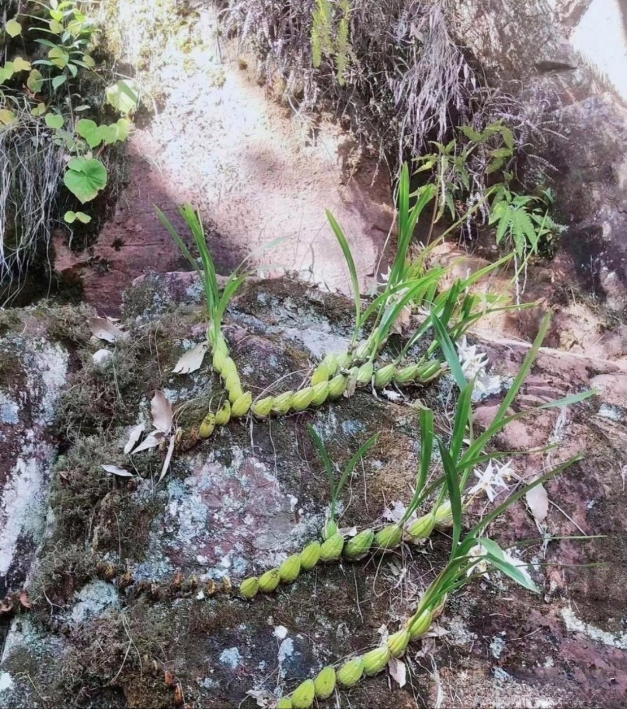 带小孩在溪边玩耍的时候,在溪边的石头上,发现石缝里竟然长了一株很