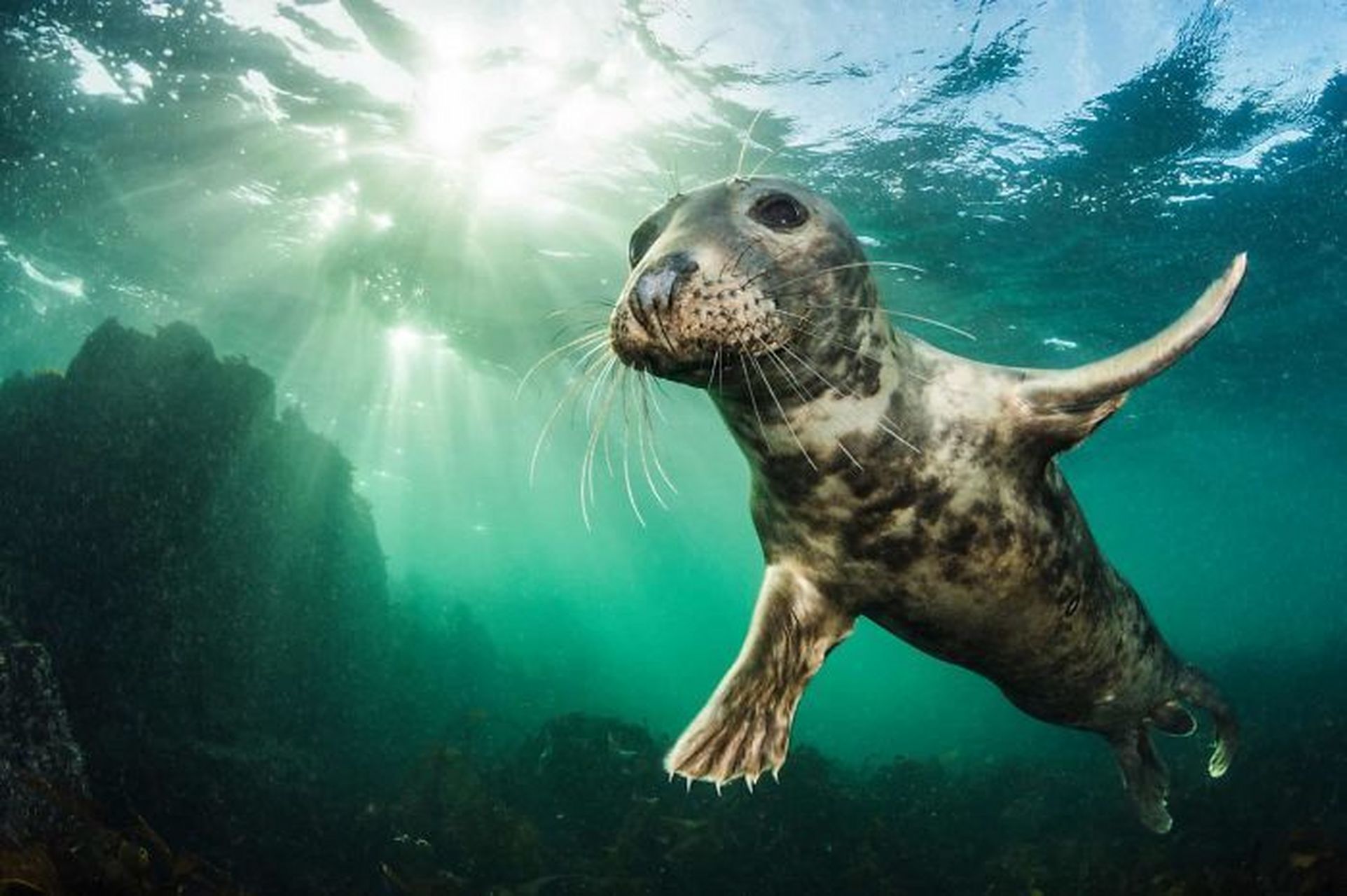 英国野生动物摄影奖(british wildlife photography awards)为庆祝