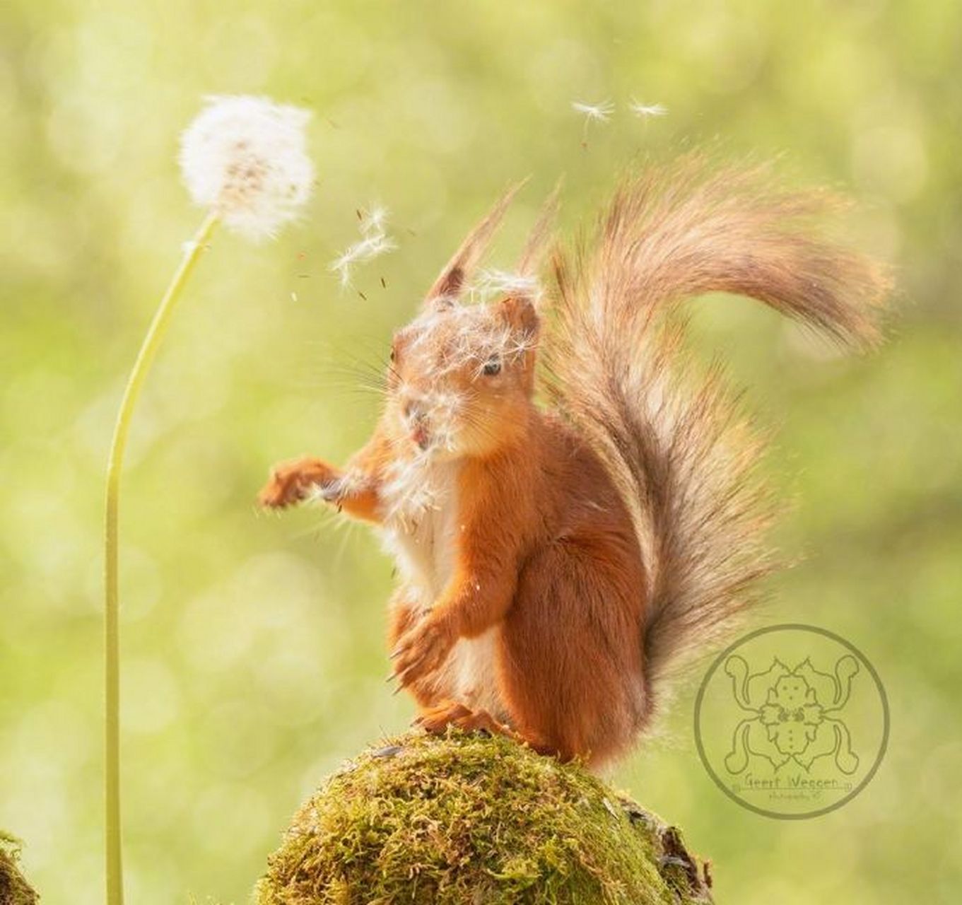 摄影师geert weggen镜头下的小松鼠,太萌了   #摄影# #摄影作品
