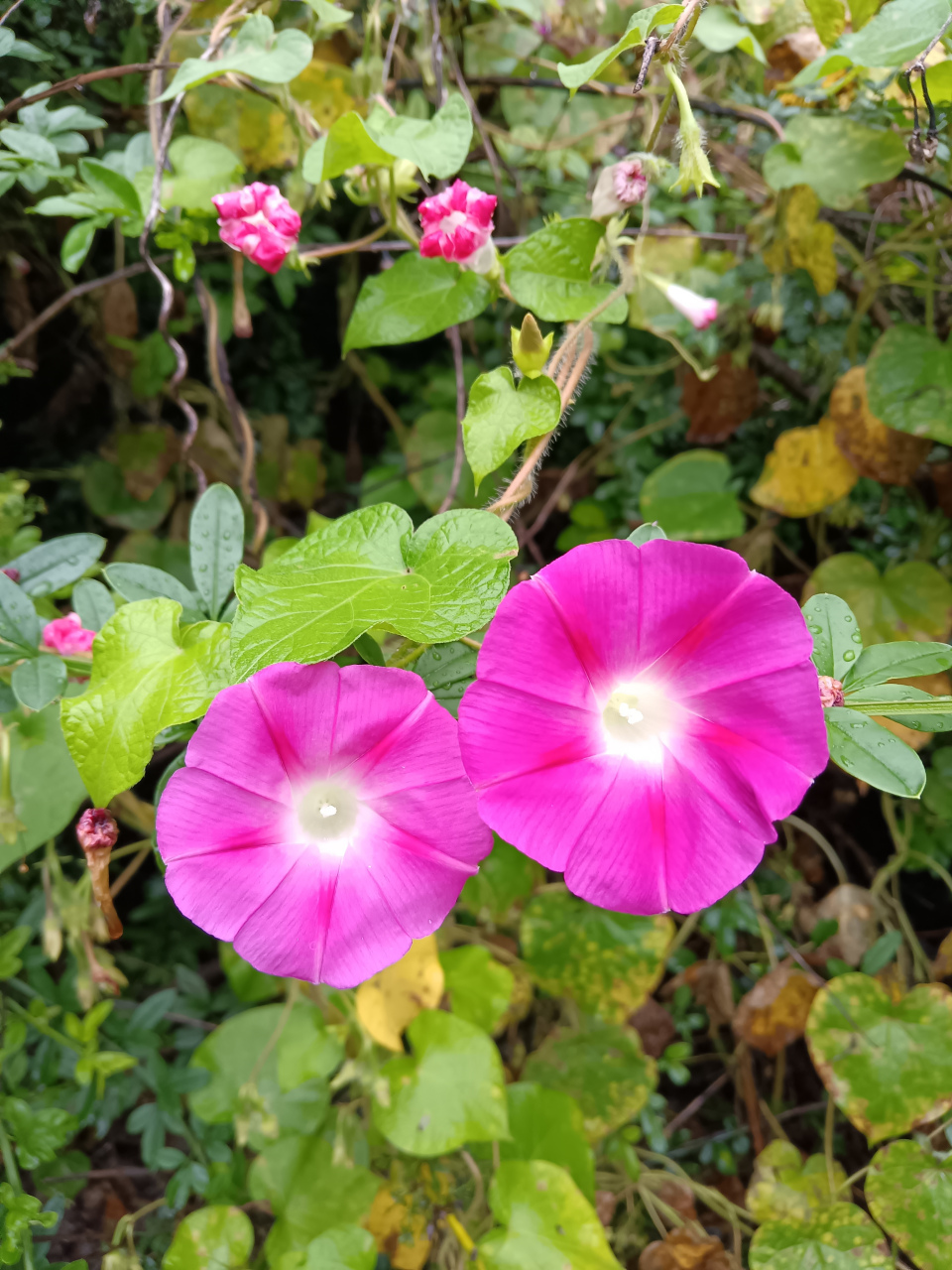 红花绿叶美如画,分享这份生机勃勃!