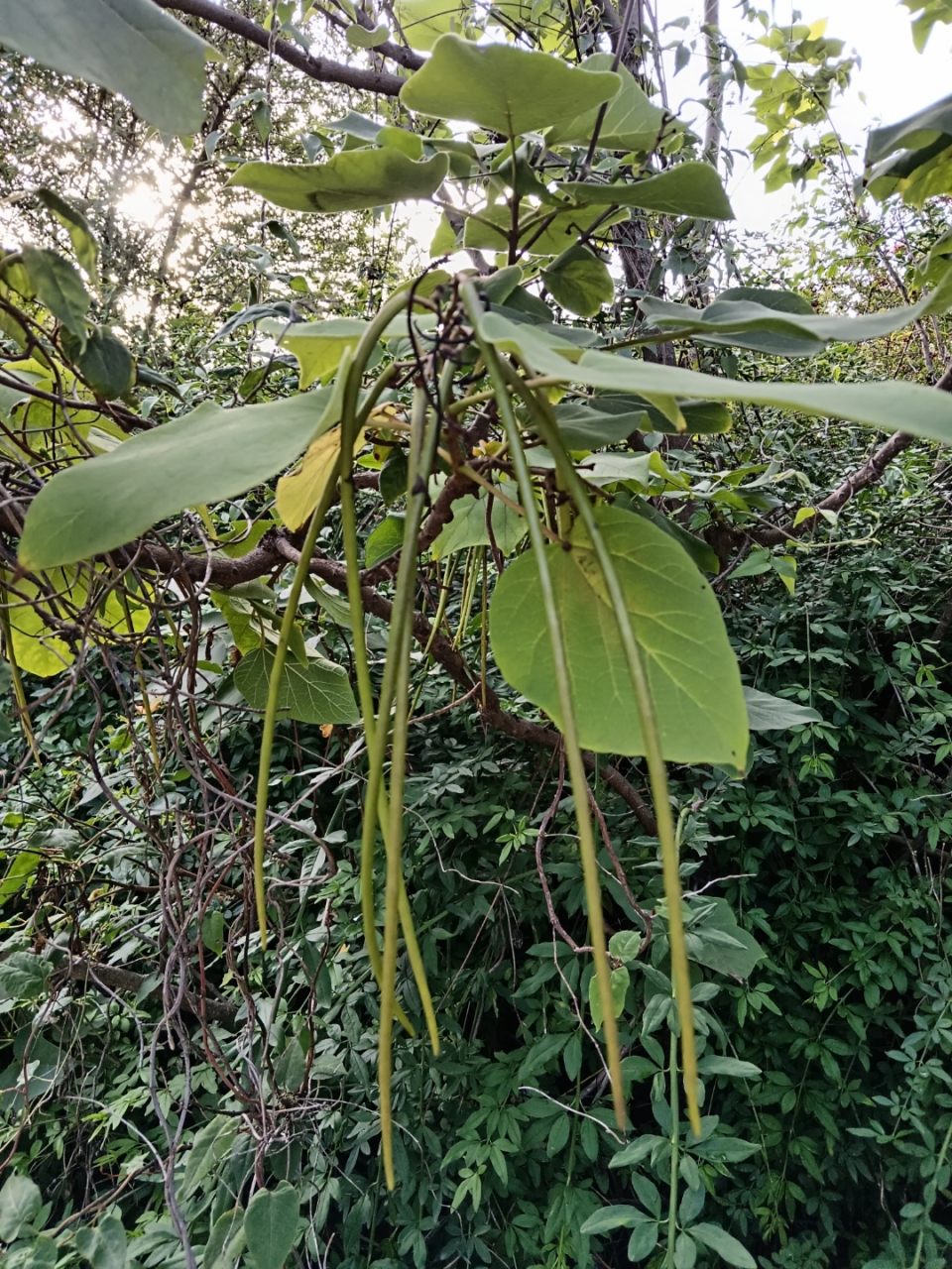 梓树的寓意是家乡