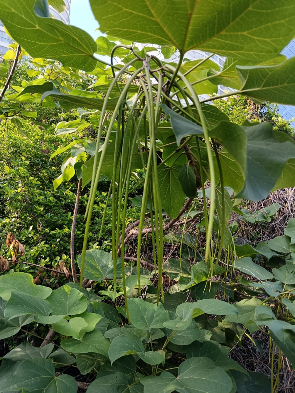 梓树的寓意是家乡