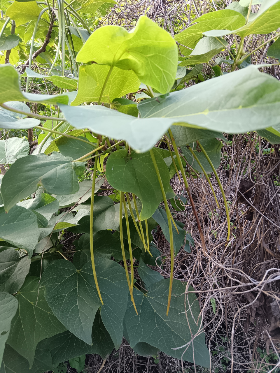 梓树的寓意是家乡