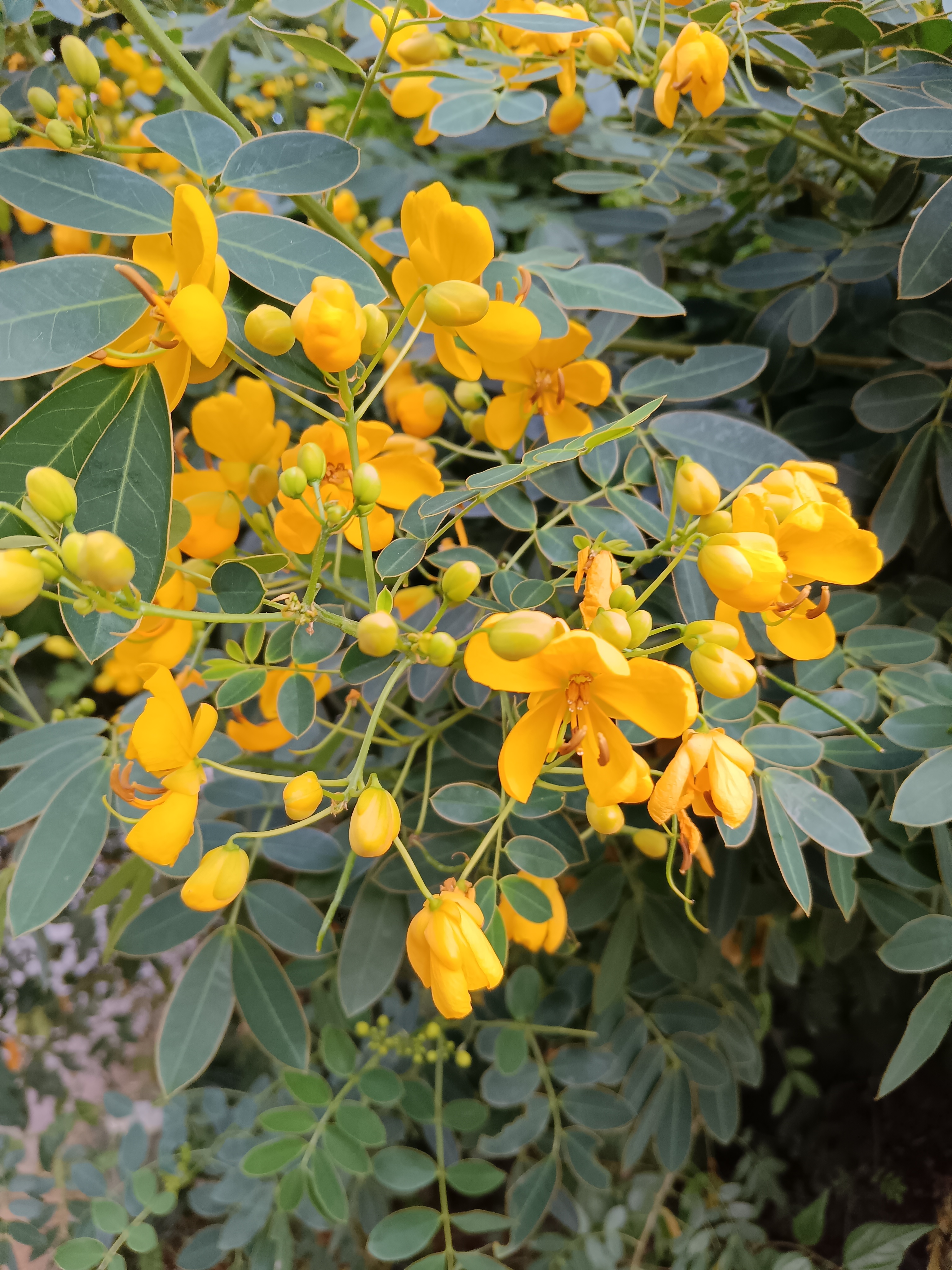 双荚决明(金叶黄槐)