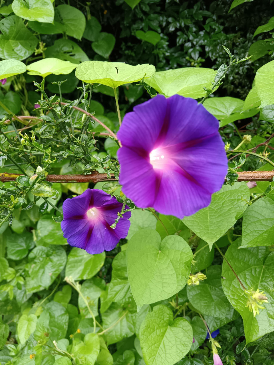 红花绿叶美如画,分享这份生机勃勃!