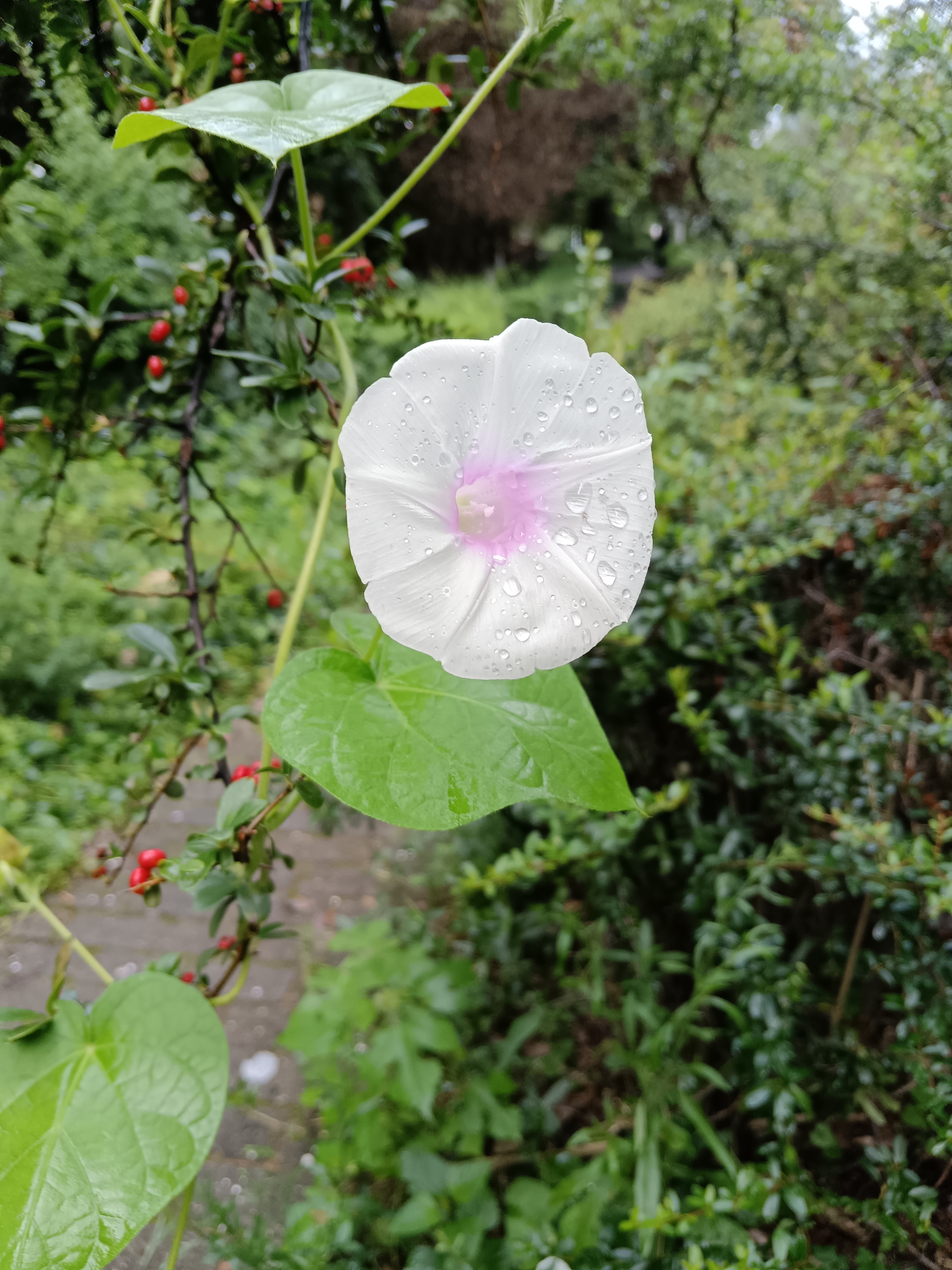 野生疯长的牵牛花