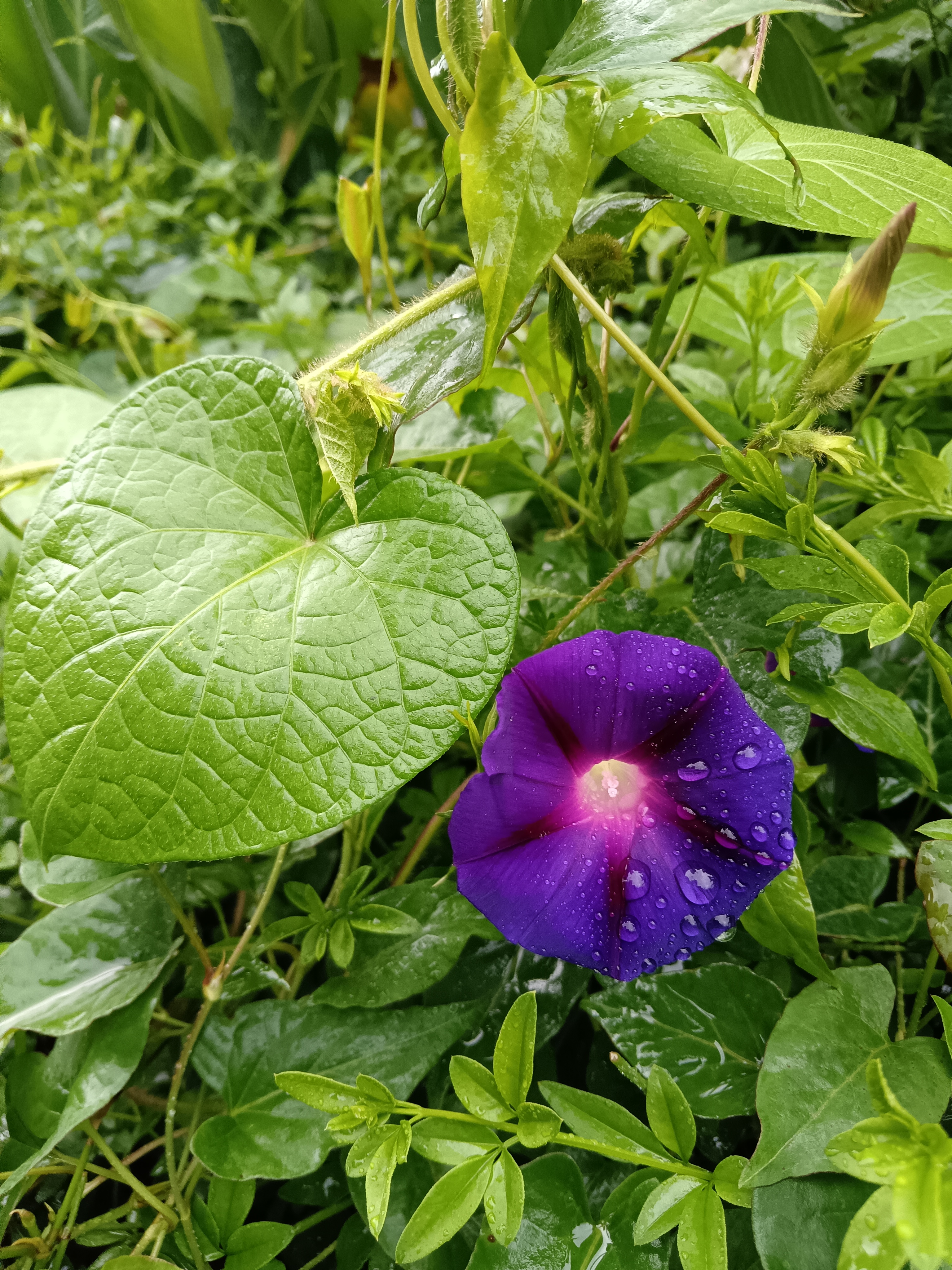 野生疯长的牵牛花