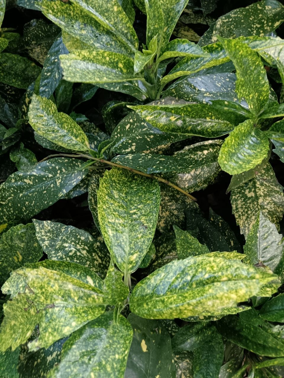 花叶青木,又名洒金珊瑚