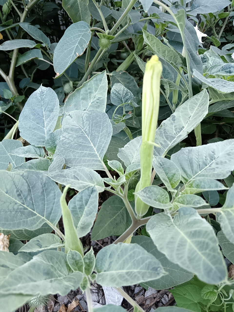 小铁路边上偶见一株开花的～毛曼陀罗.