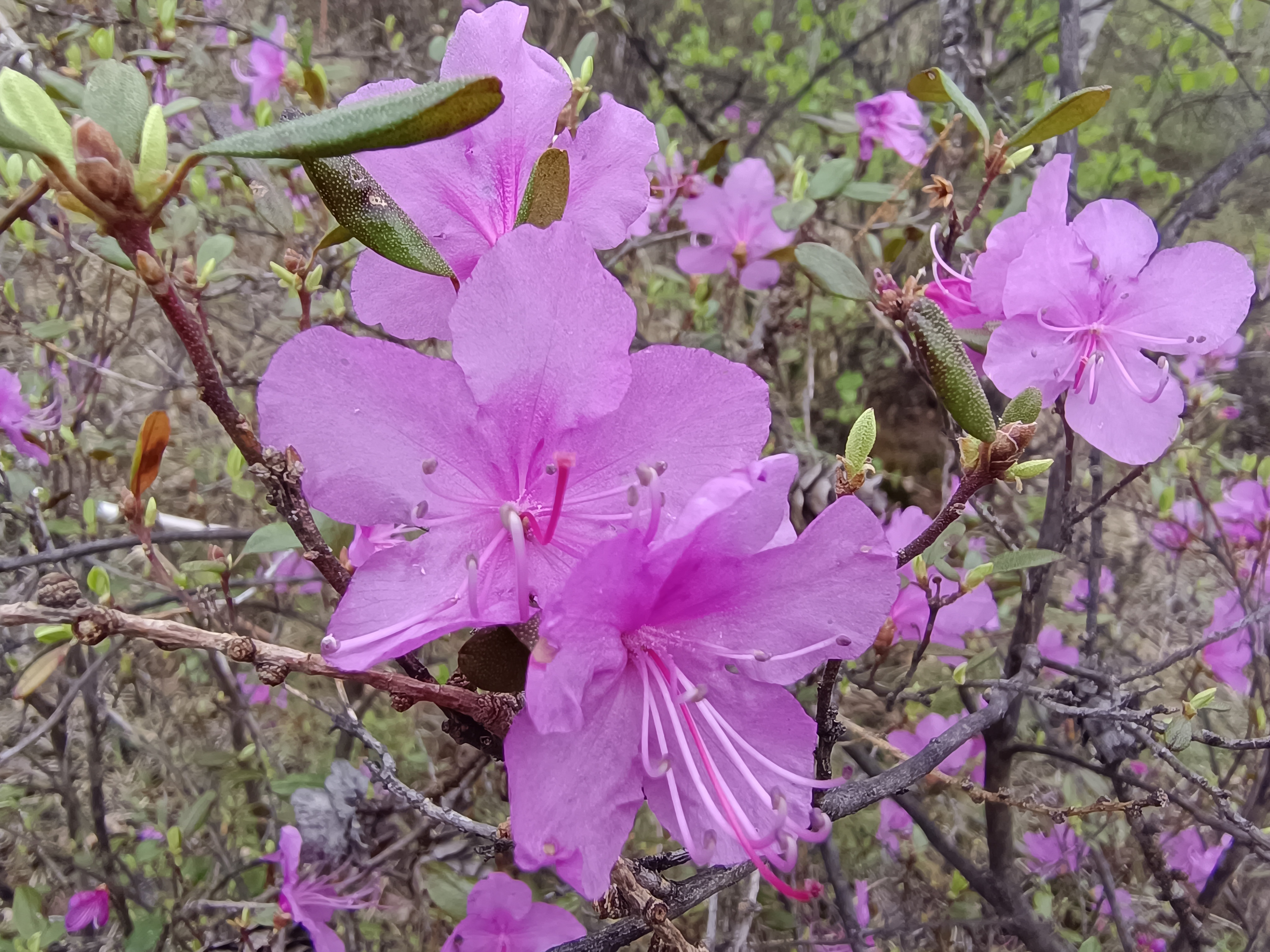 野生杜鹃花干枝图片