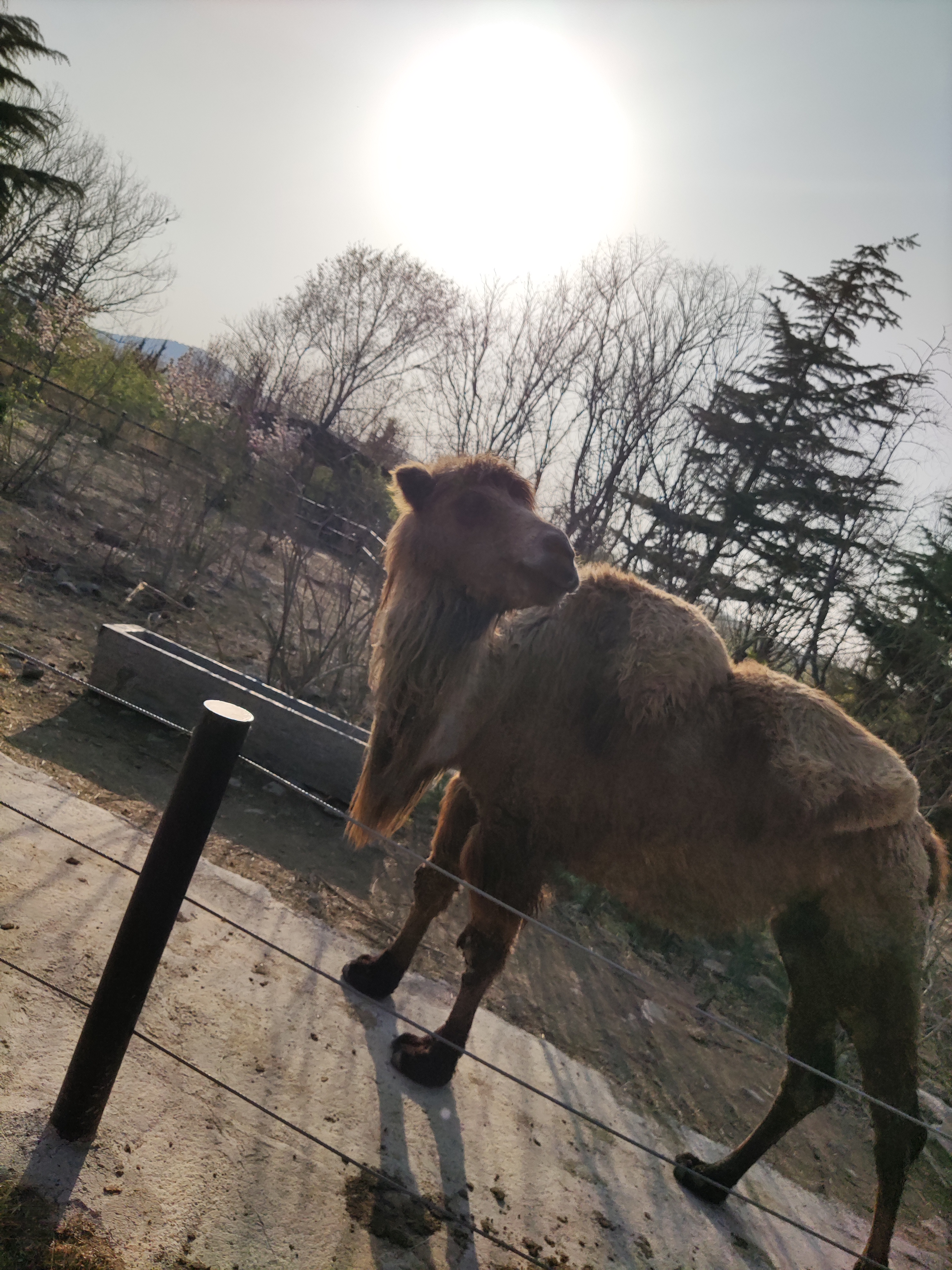 漫步动物园,一只悠闲自得的骆驼,眼神里满是宁静与智慧,仿佛能读懂