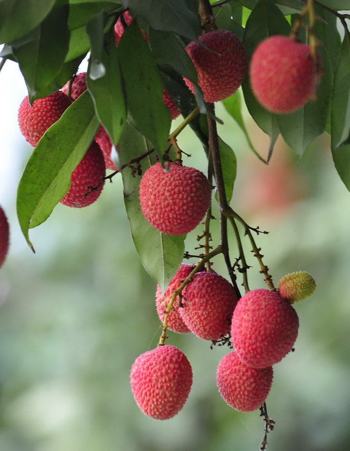 一串串荔枝挂满枝头,鲜亮的红色在绿叶间跳跃,仿佛是大自然的红悲石