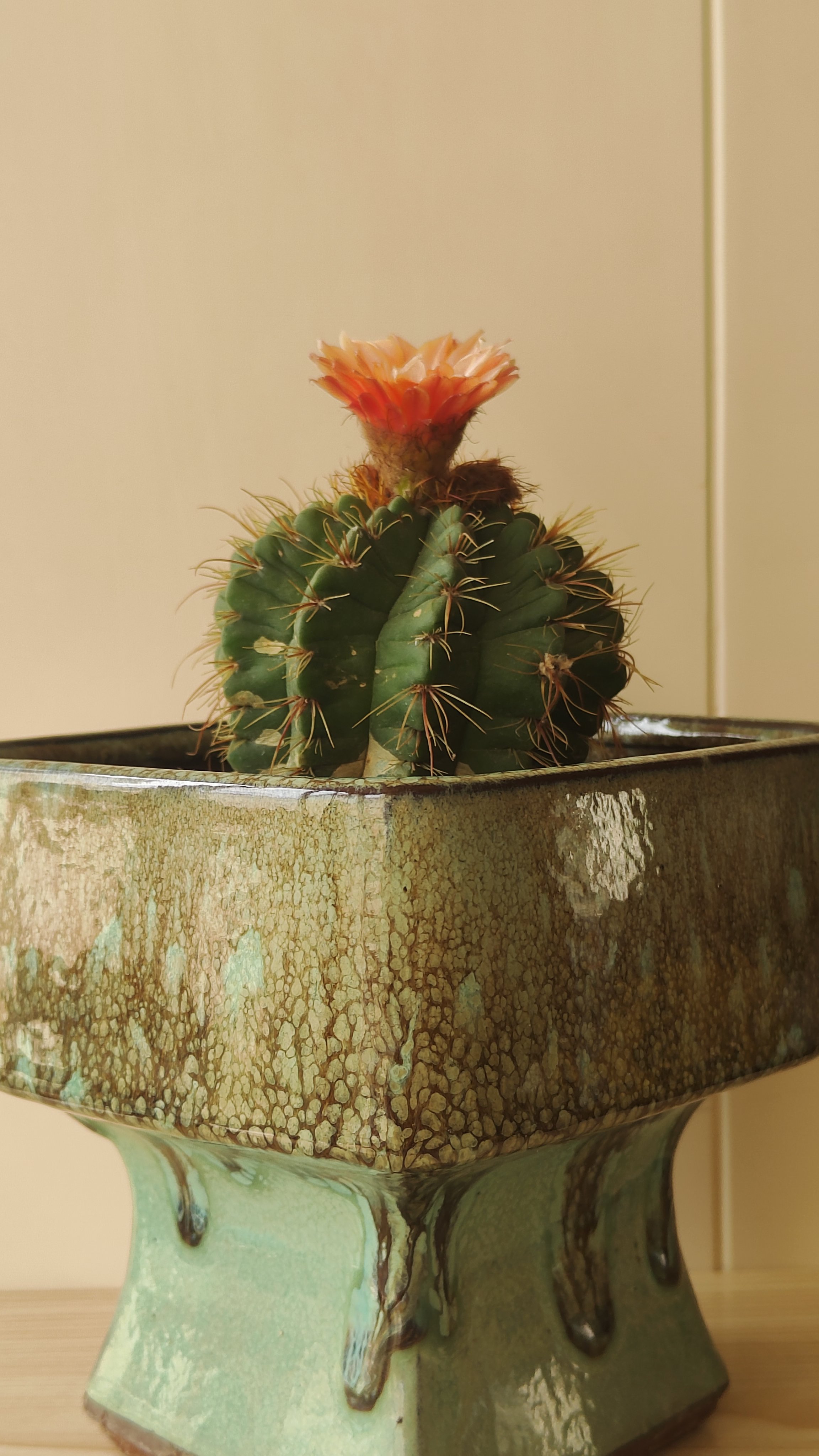 火焰红花青王开花啦,清晨仙人球花青王慢慢打开了花苞,开始像一只小高