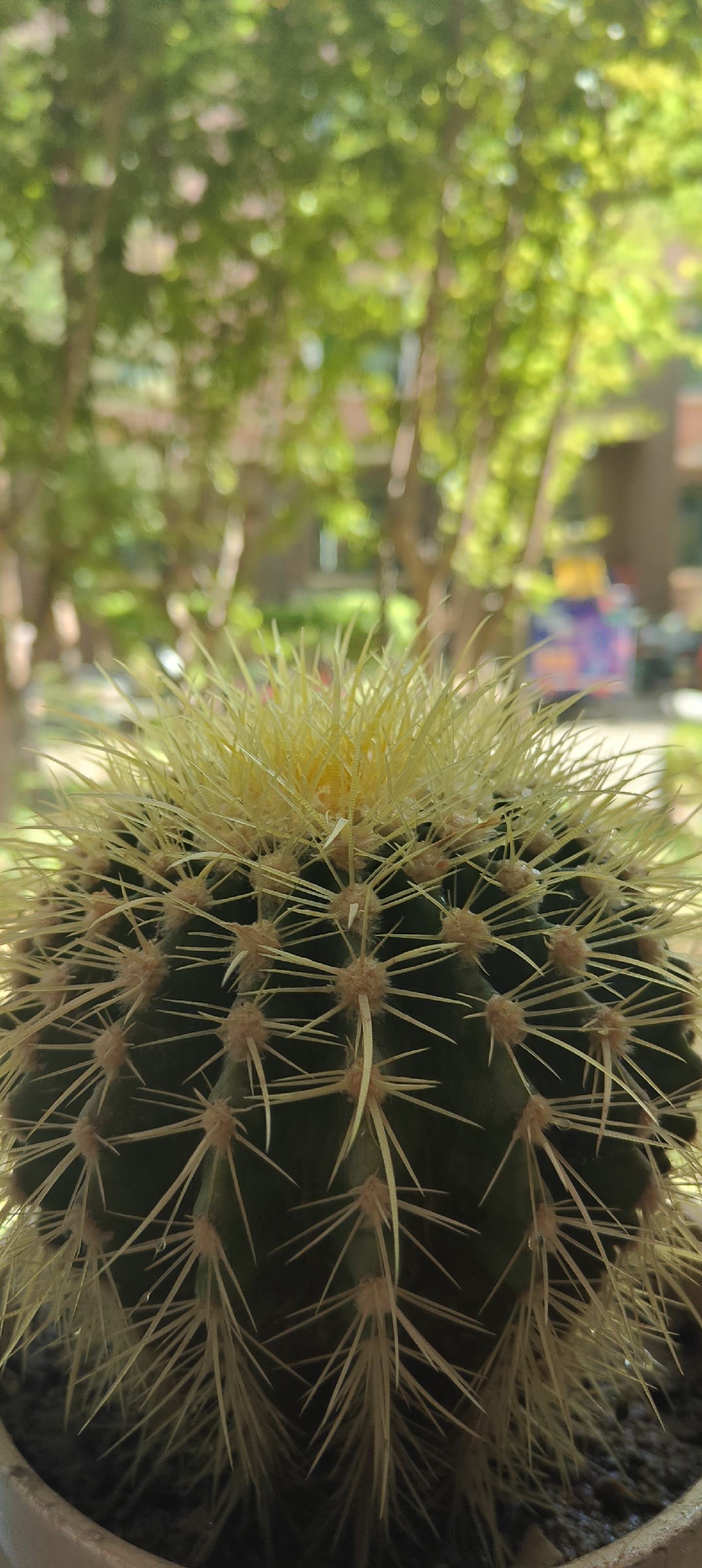 拎包入住的那种,客厅阳台养的花花草草也没搬走,这盆金琥放置在窗台的