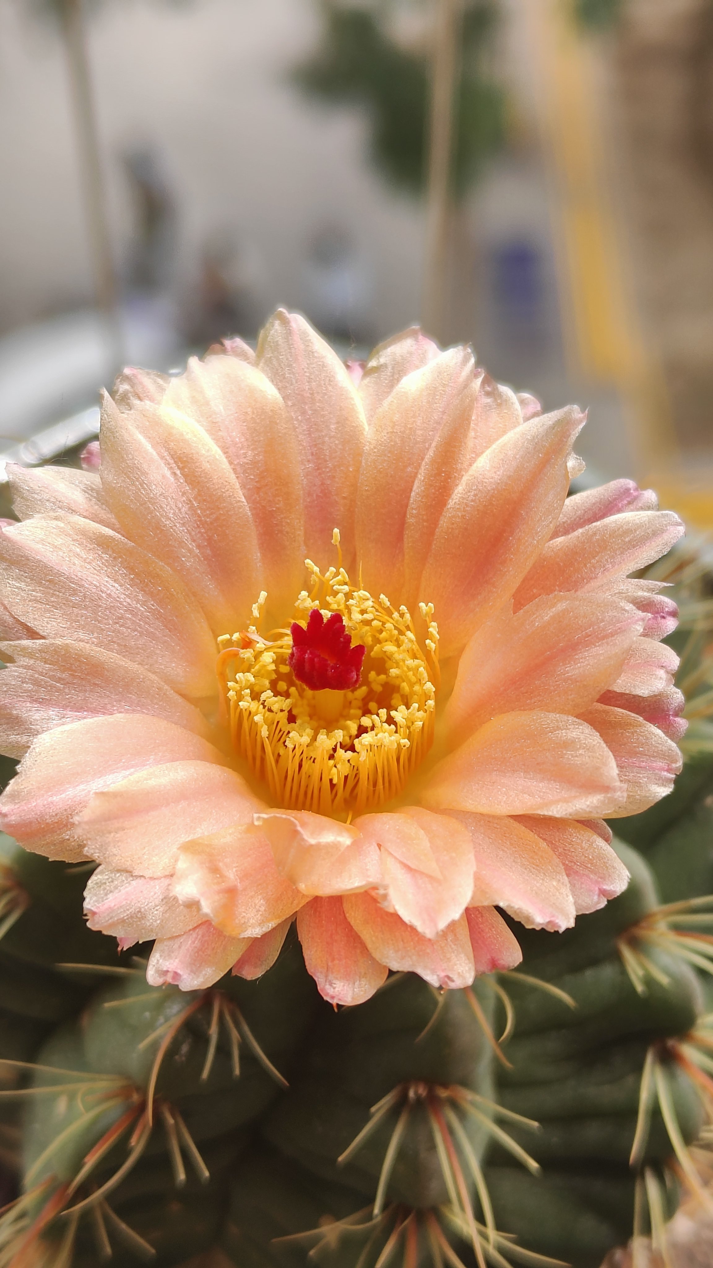 火焰红花青王开花啦,清晨仙人球花青王慢慢打开了花苞,开始像一只小高