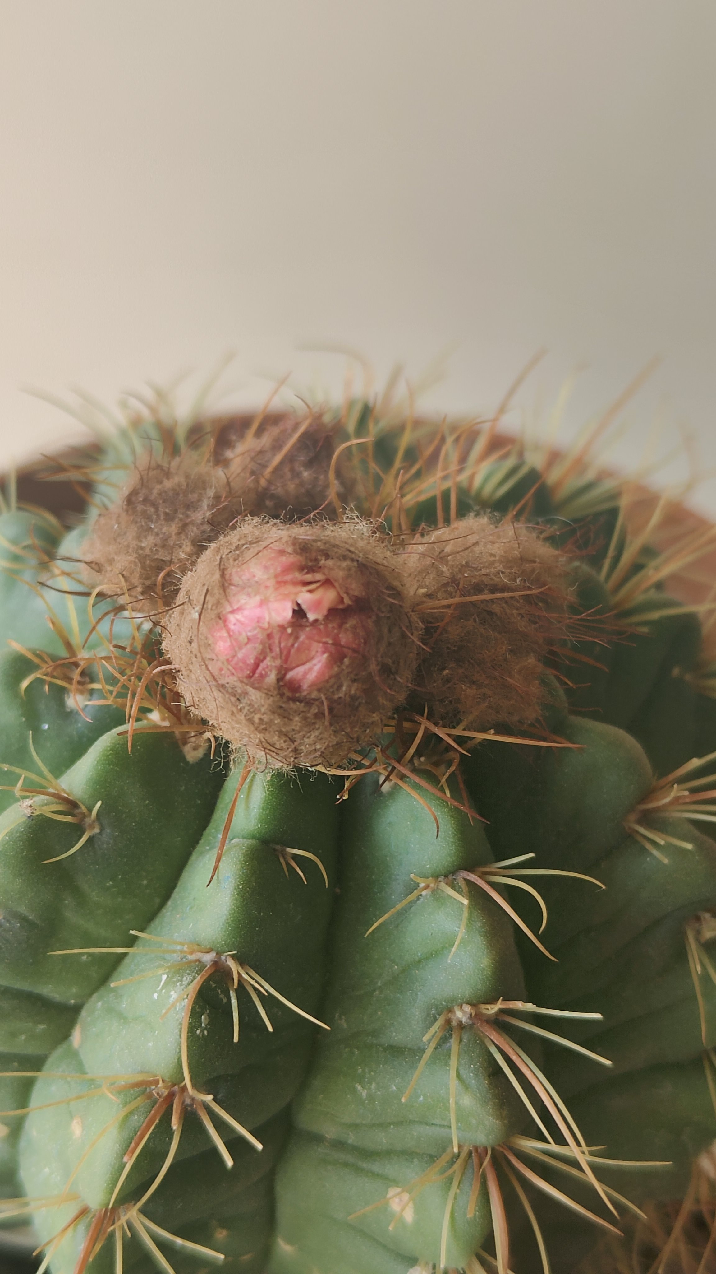 火焰红花青王开花啦,清晨仙人球花青王慢慢打开了花苞,开始像一只小高