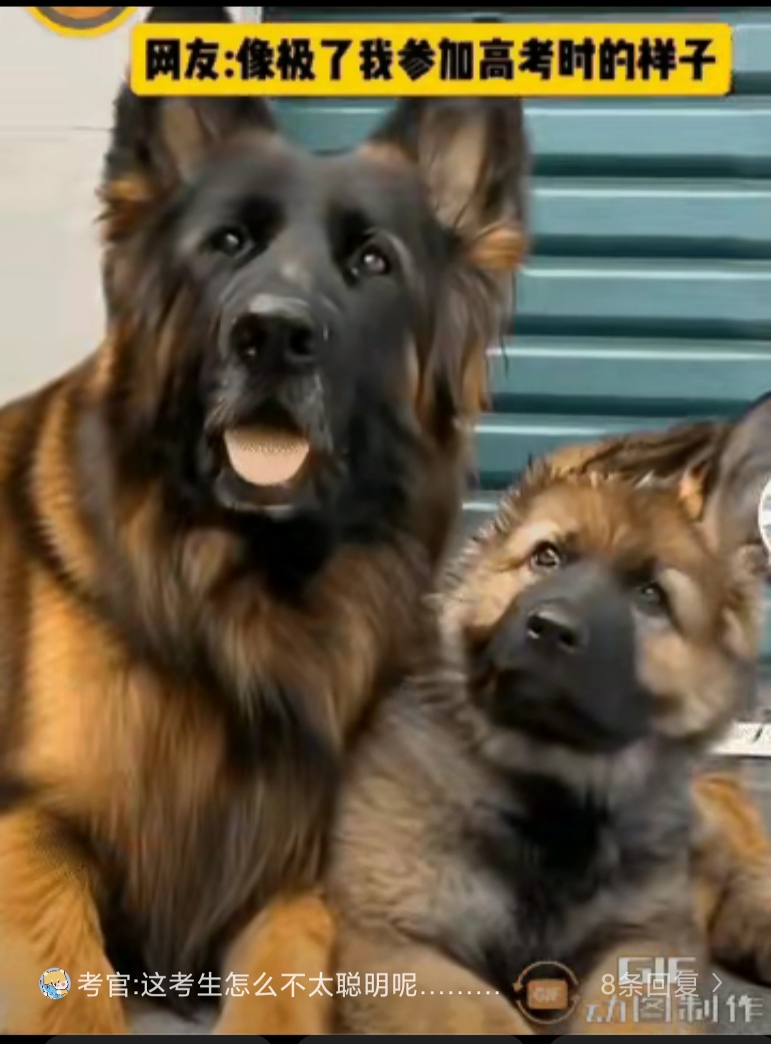 警犬母亲