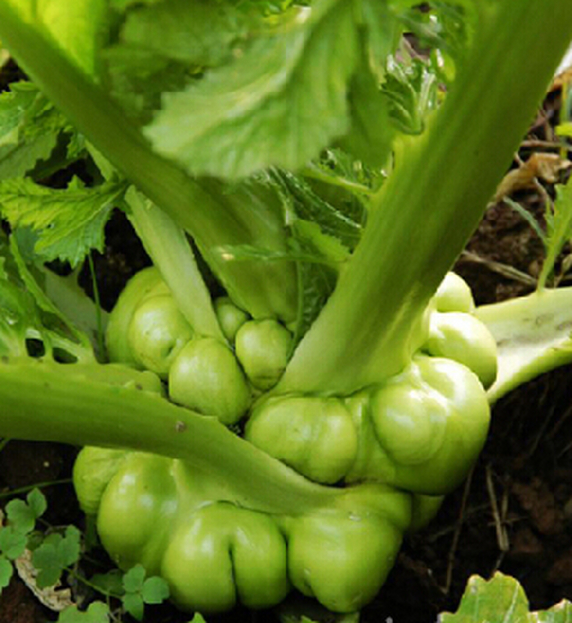 德国甜酸甘蓝并称世界三大名腌菜.