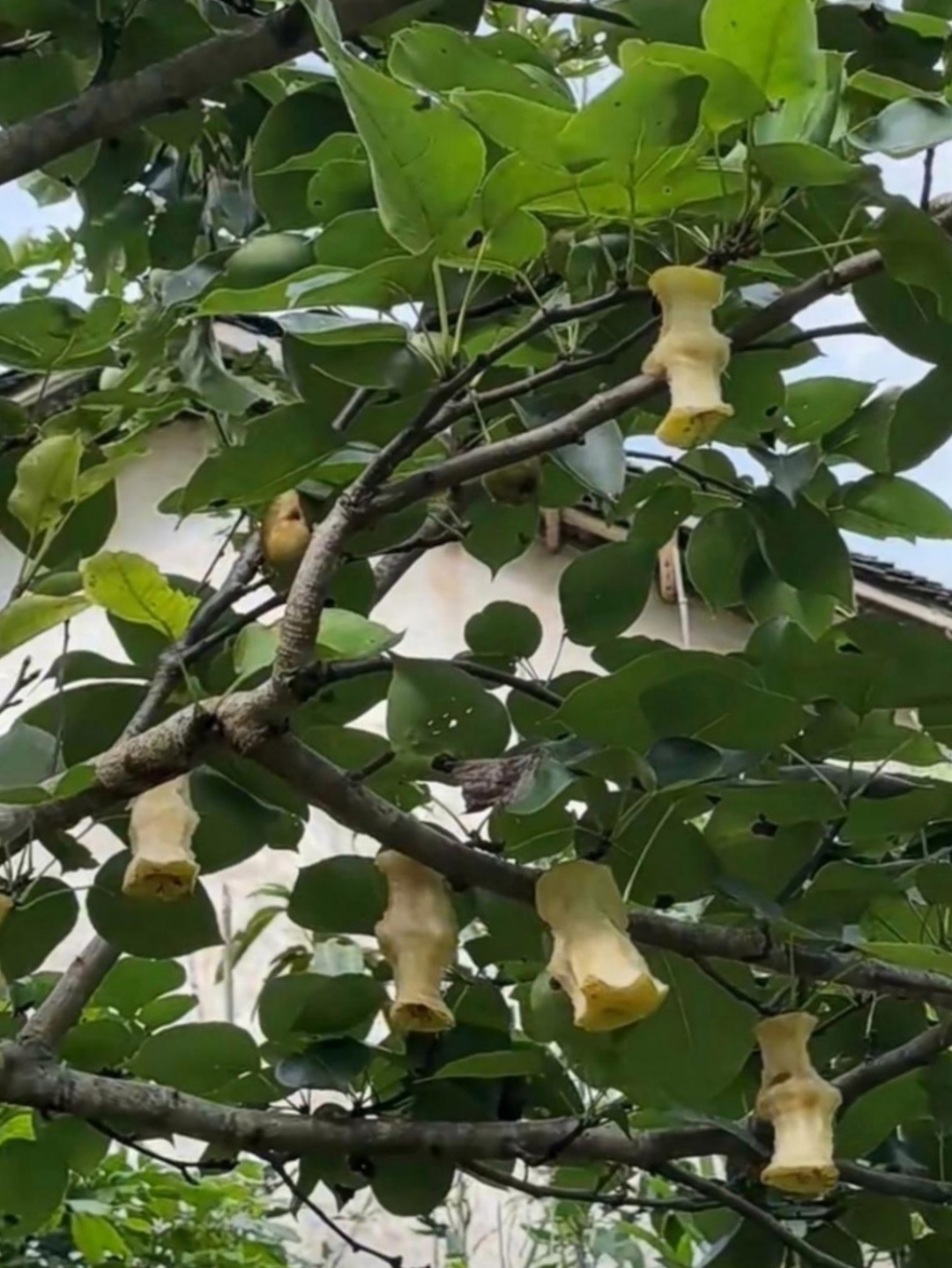 姥姥的梨树已历经数年风雨,年年硕果累累.