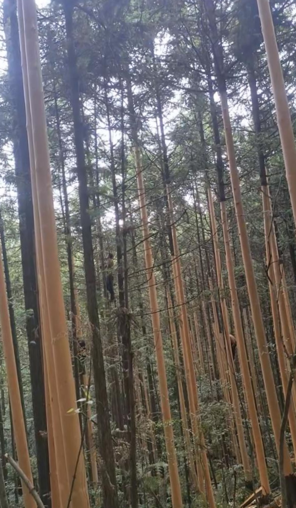 人怕伤心,树怕剥皮.这笔直的杉树竟被这样剥皮,还能生长吗?