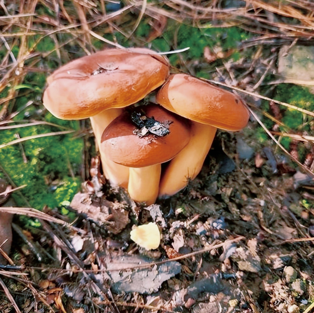 有人认识是什么蘑菇吗?会不会有毒呀?