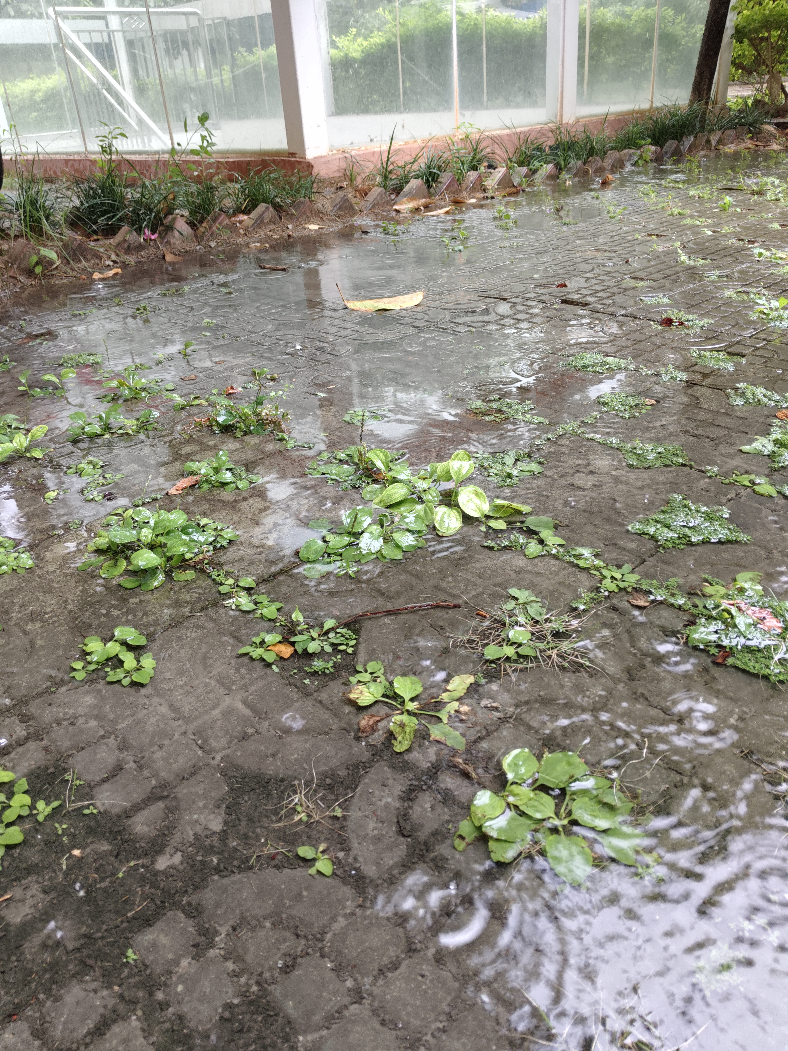 大雨天小草风景图片图片