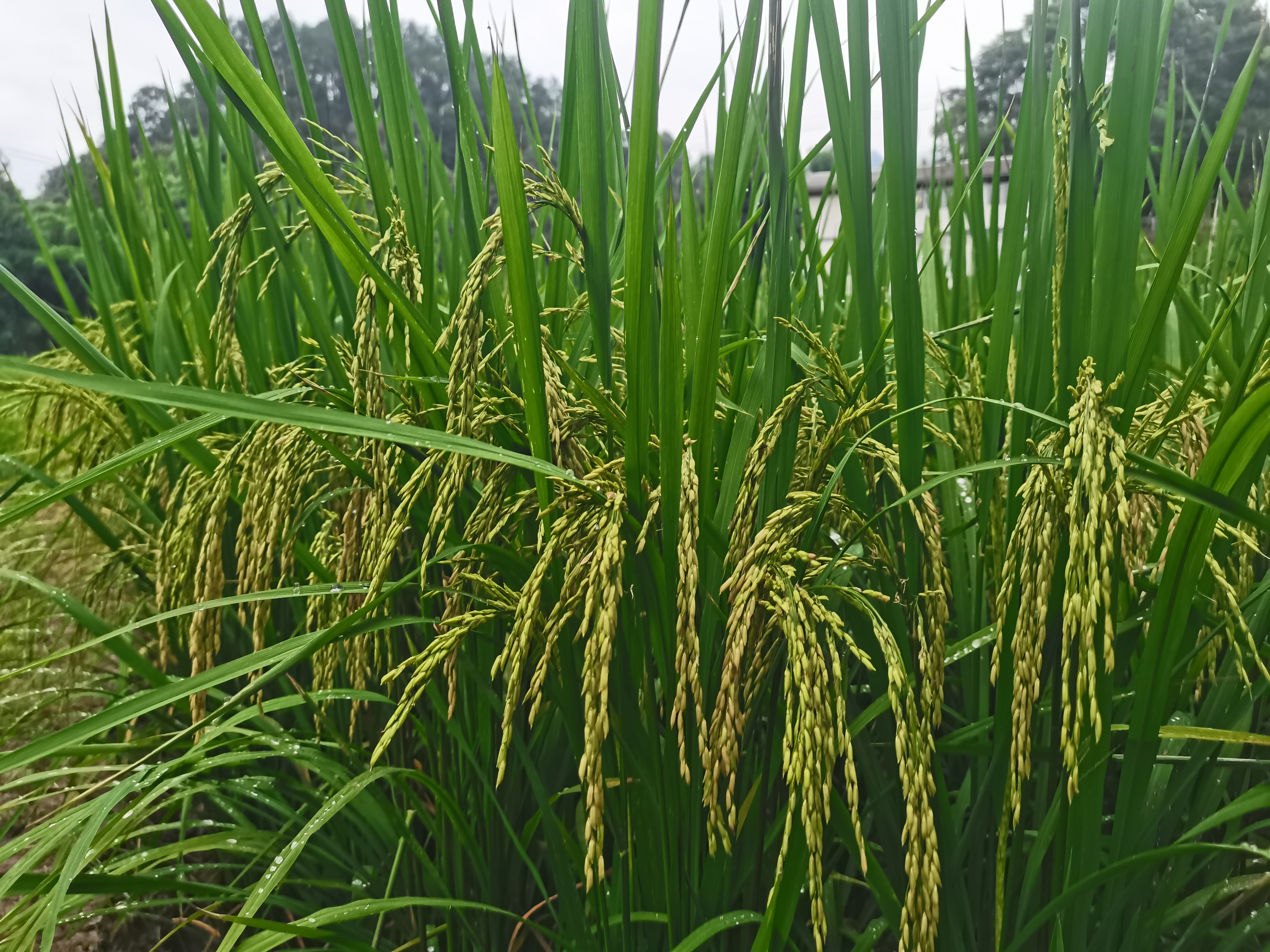 夏季稻谷香图片