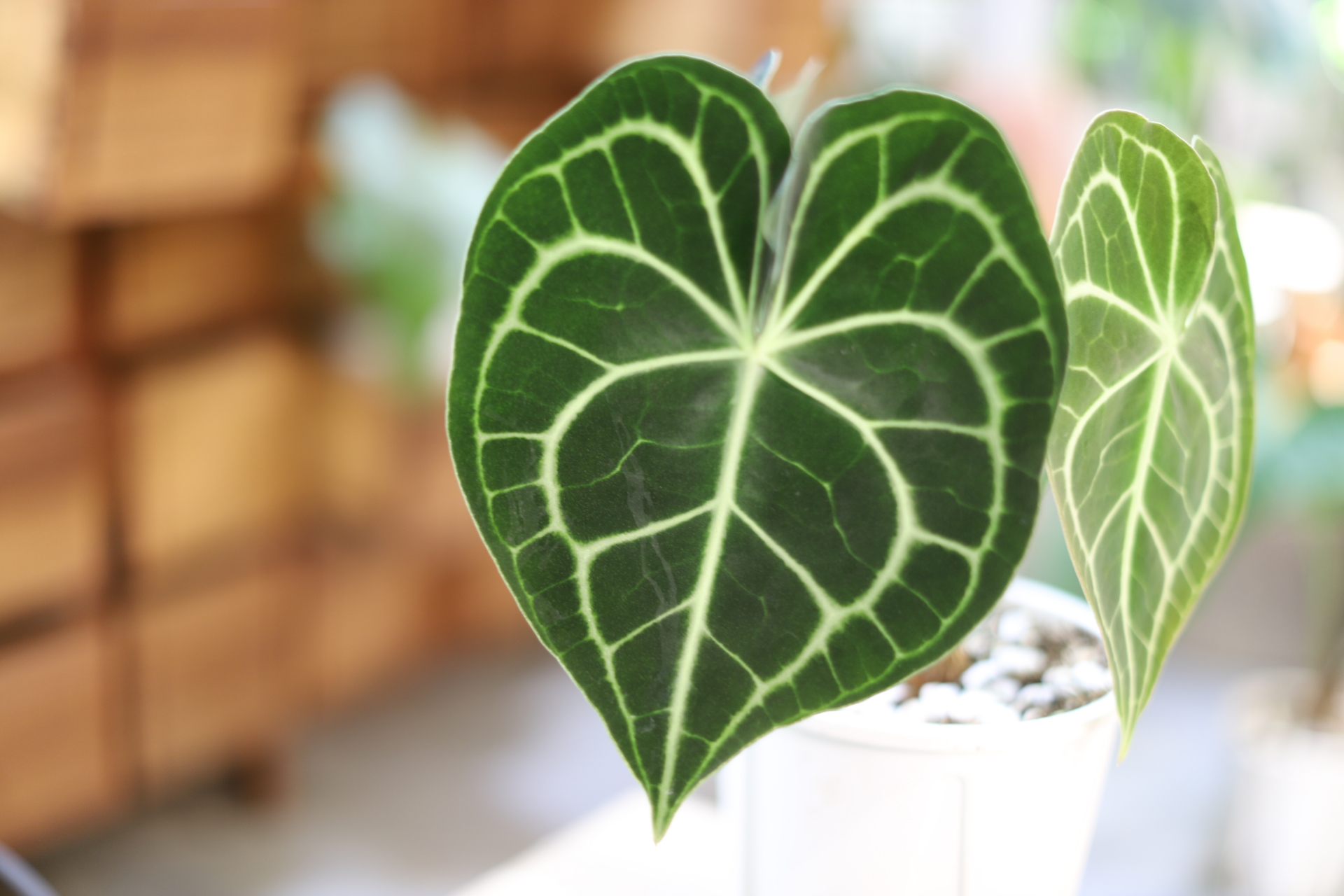 发现植物之美# #我的植物朋友# 漂亮的叶子