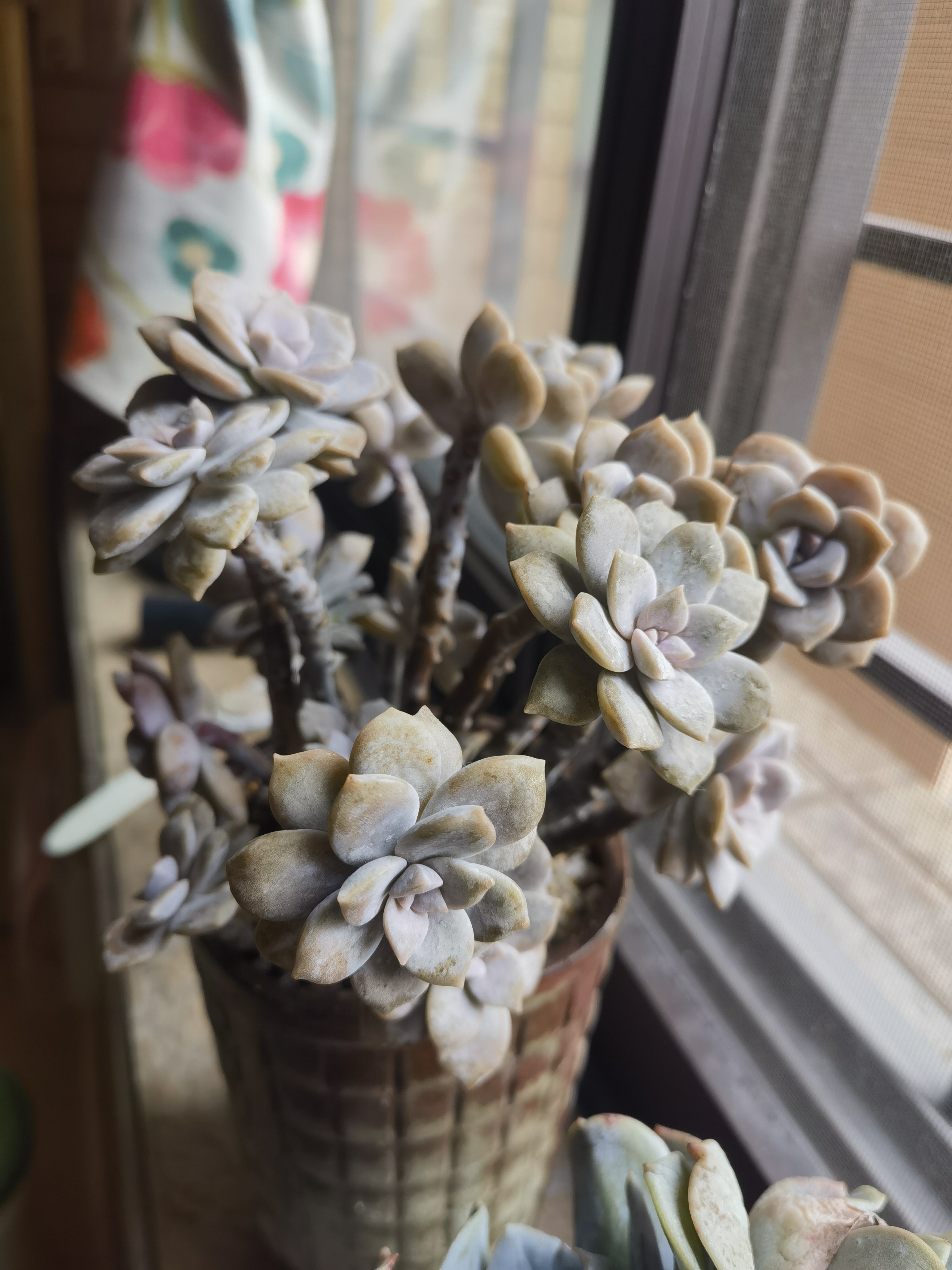 有区别吗,,, 华丽风车&紫乐