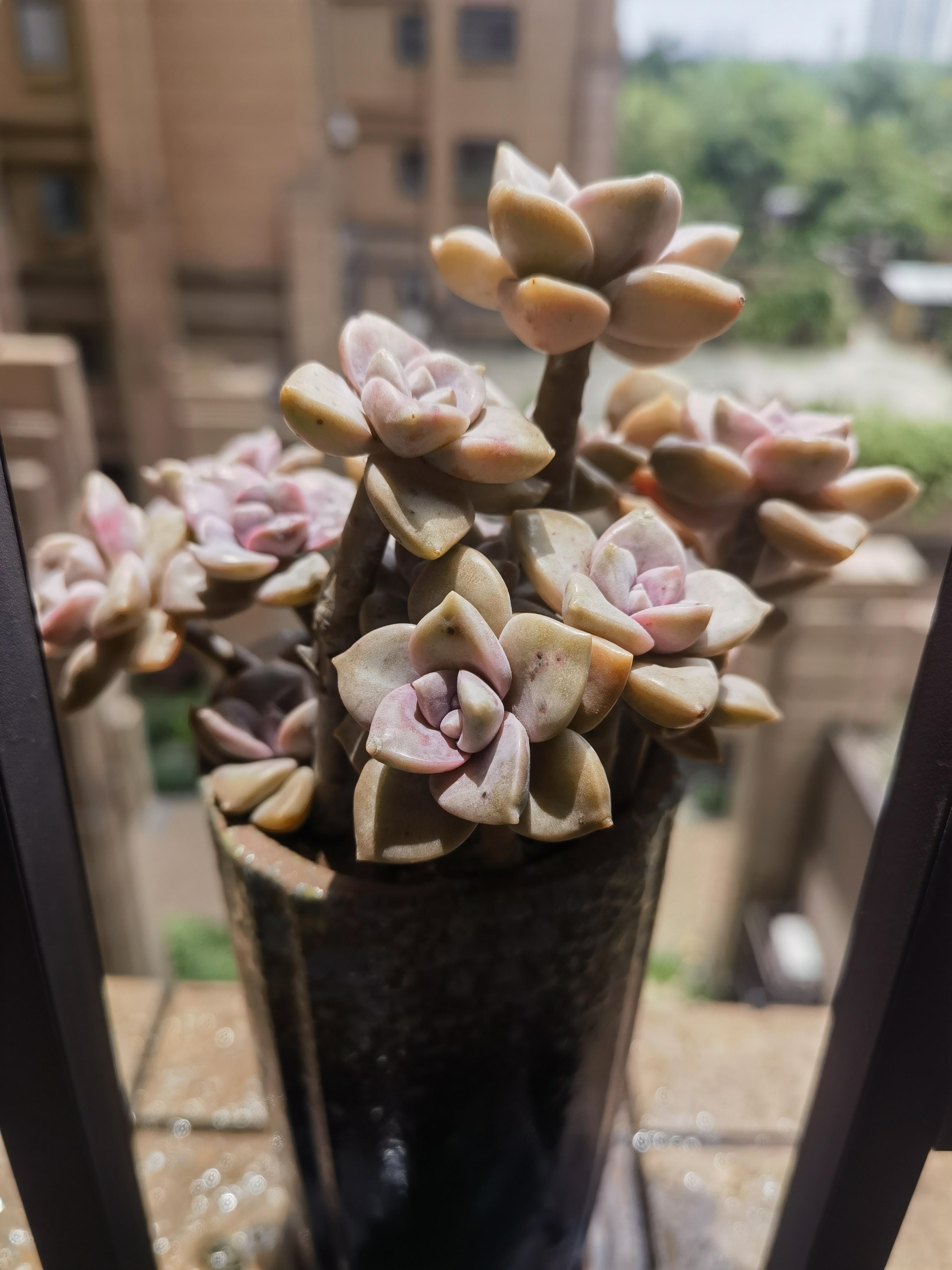 有区别吗,,, 华丽风车&紫乐