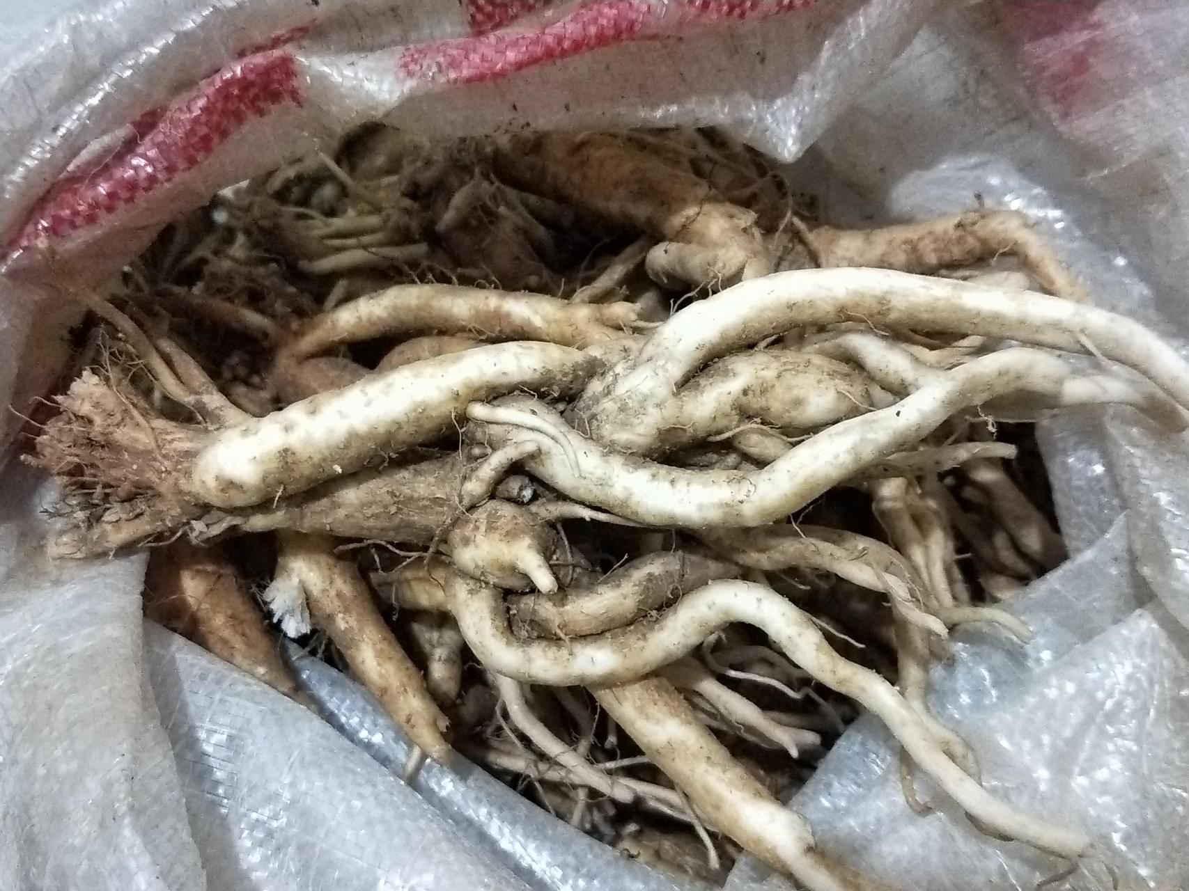 养生小知识# 世界硒都～恩施～中华娃娃参 中华娃娃参属桔梗科,味