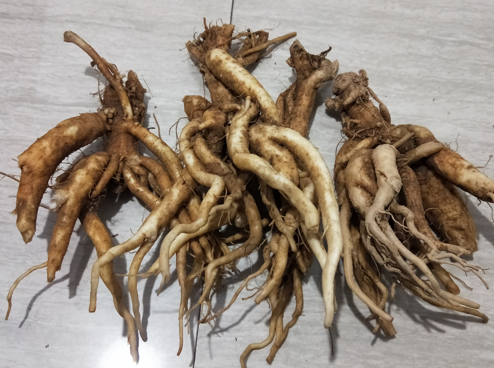 中华娃娃参与五加科东北人参,西洋参,珠子参(扣子七),田三七,高丽参