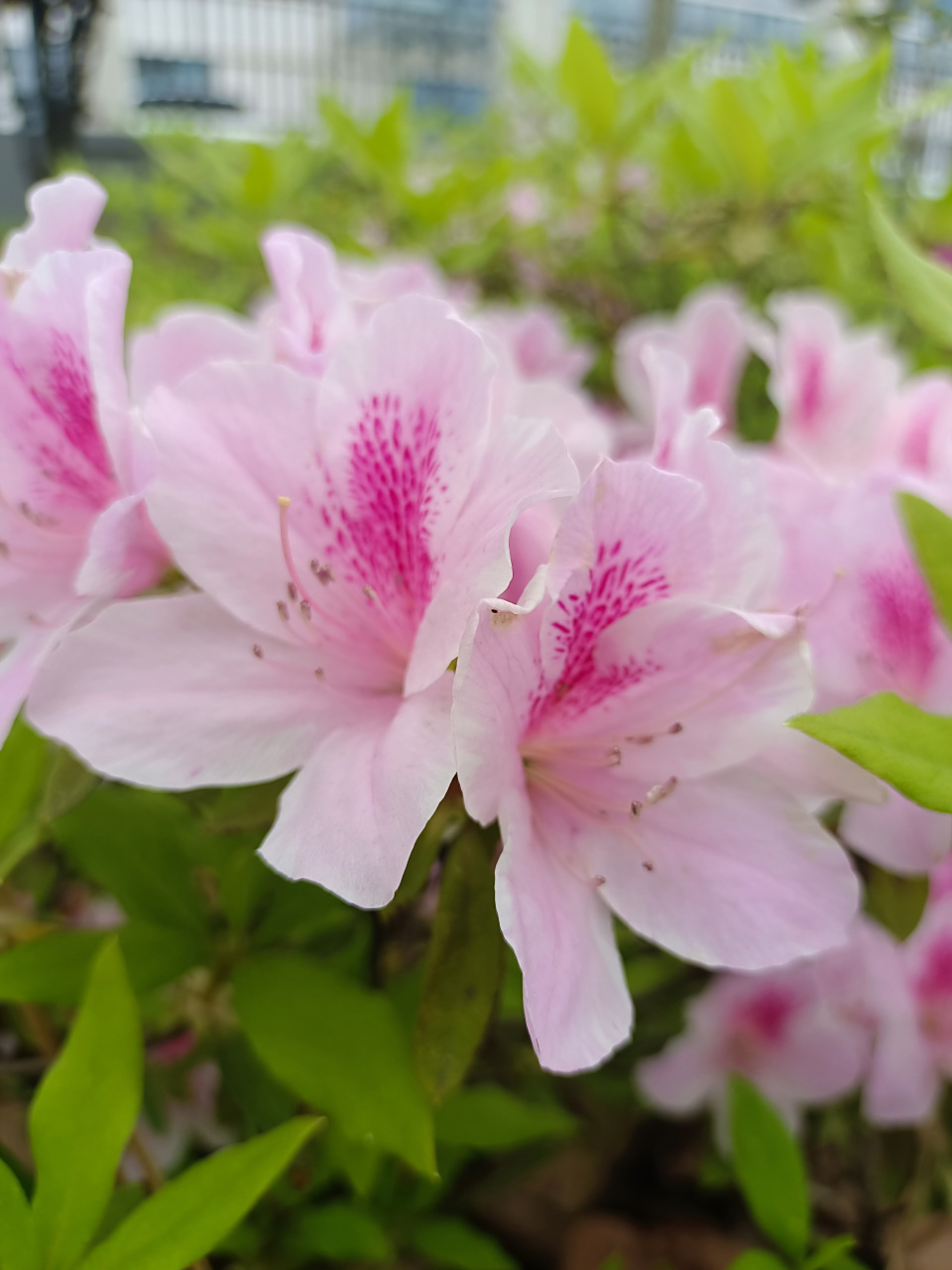 粉色杜鹃花,好看吧.白色红色玫红的都有,还是最爱粉色.