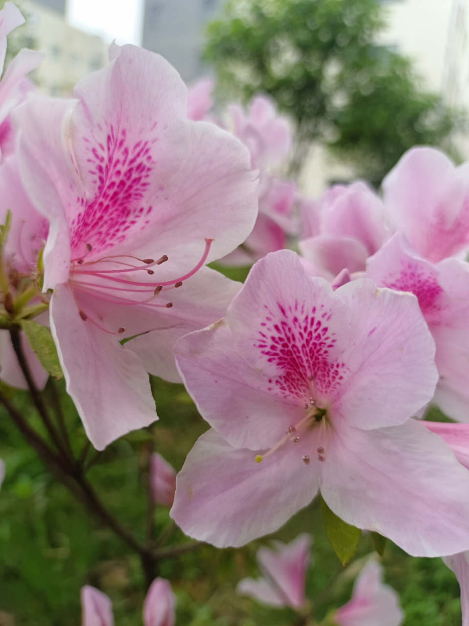 粉色杜鹃花,好看吧.白色红色玫红的都有,还是最爱粉色.