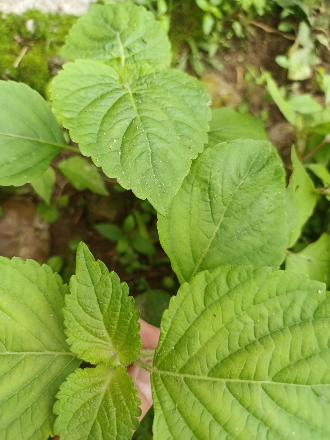 这个是紫苏一类的野菜吗?也有紫色的,家门口到处都是