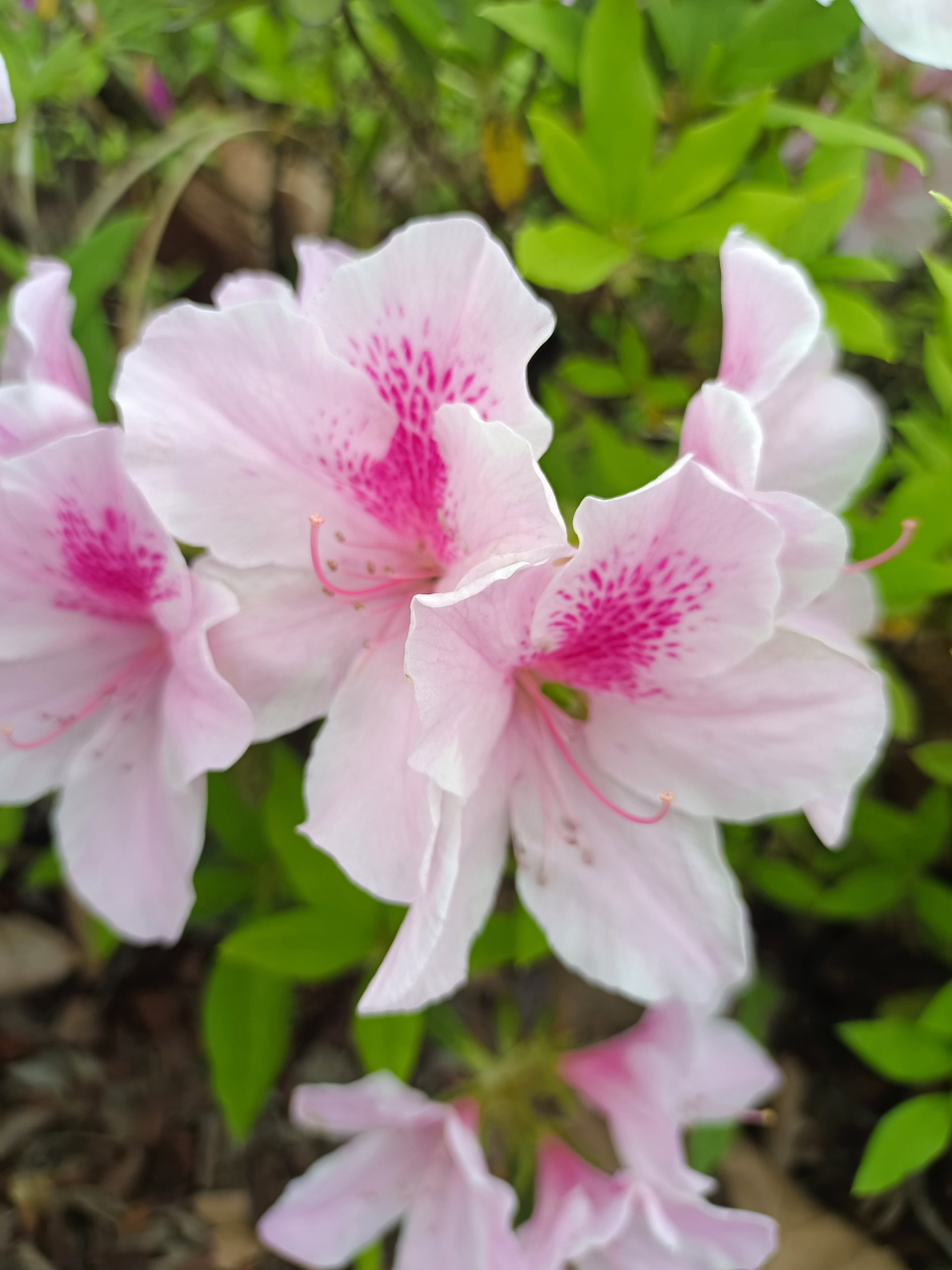 粉色杜鹃花,好看吧.白色红色玫红的都有,还是最爱粉色.