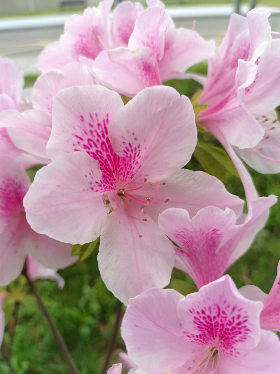 粉色杜鹃花,好看吧.白色红色玫红的都有,还是最爱粉色.