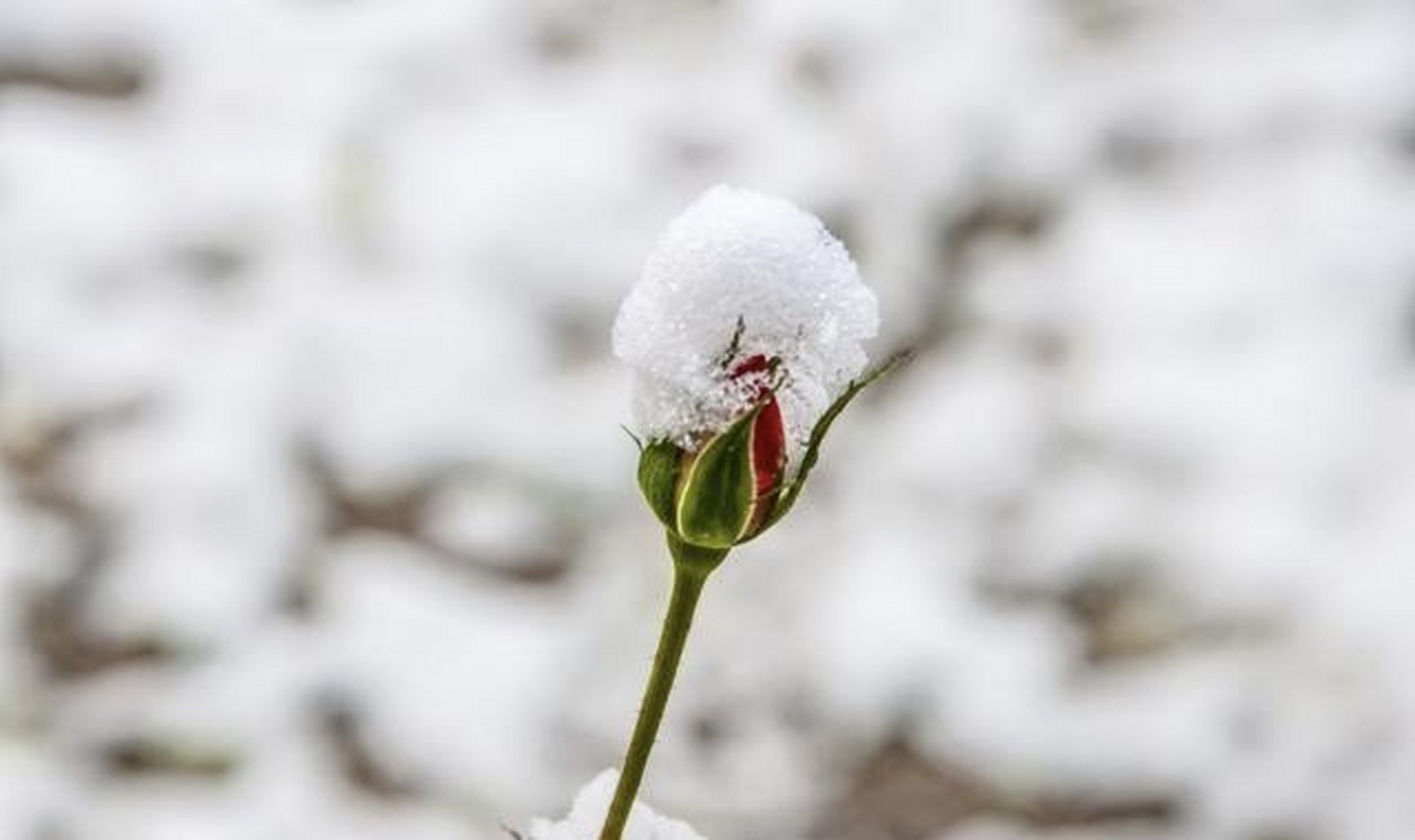 梦到谢池新雪尽,暖烟含雨绿匆匆.