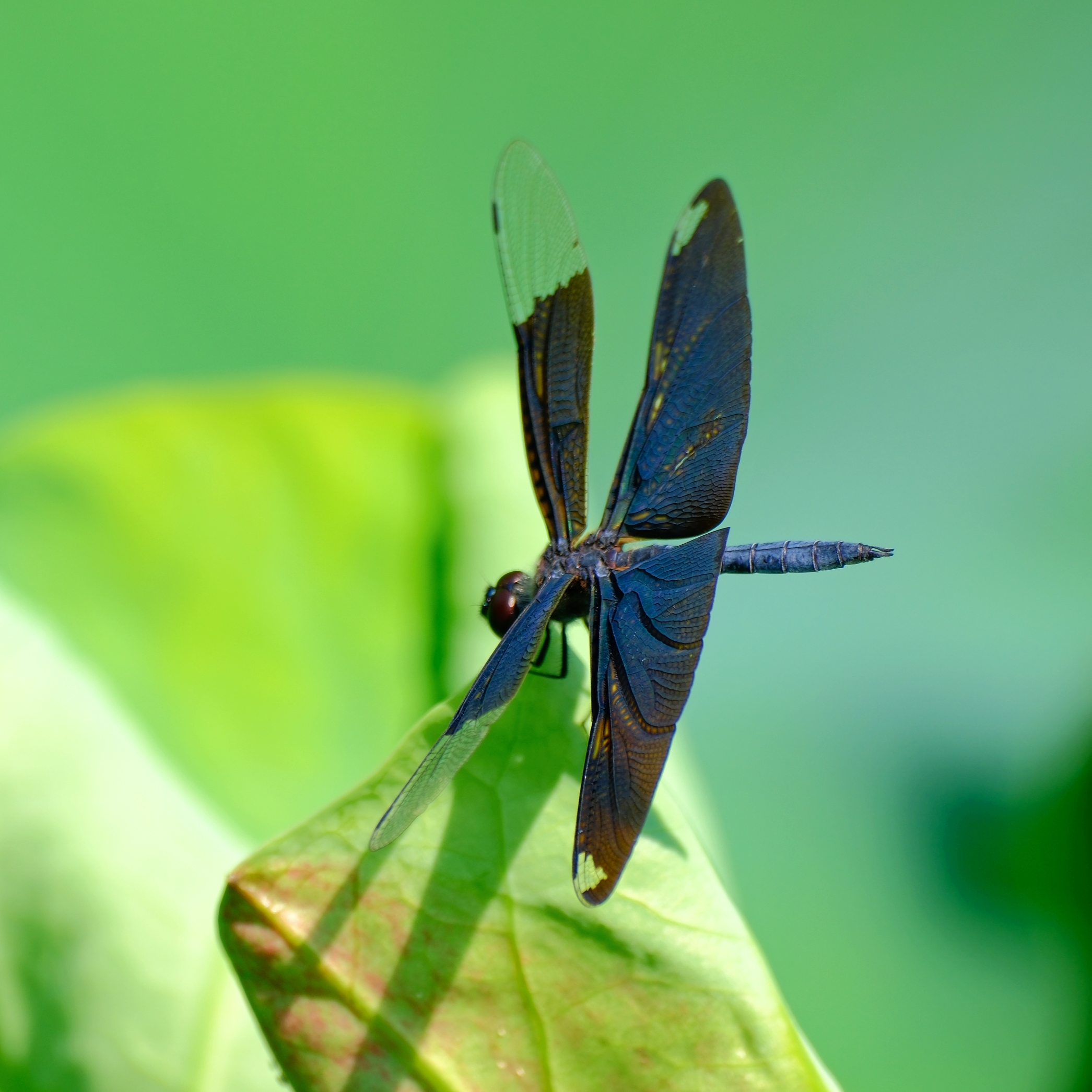 黑丽翅蜓也叫黑老婆,是一类很原始且珍稀的昆虫,前翅前端1/3与后翅