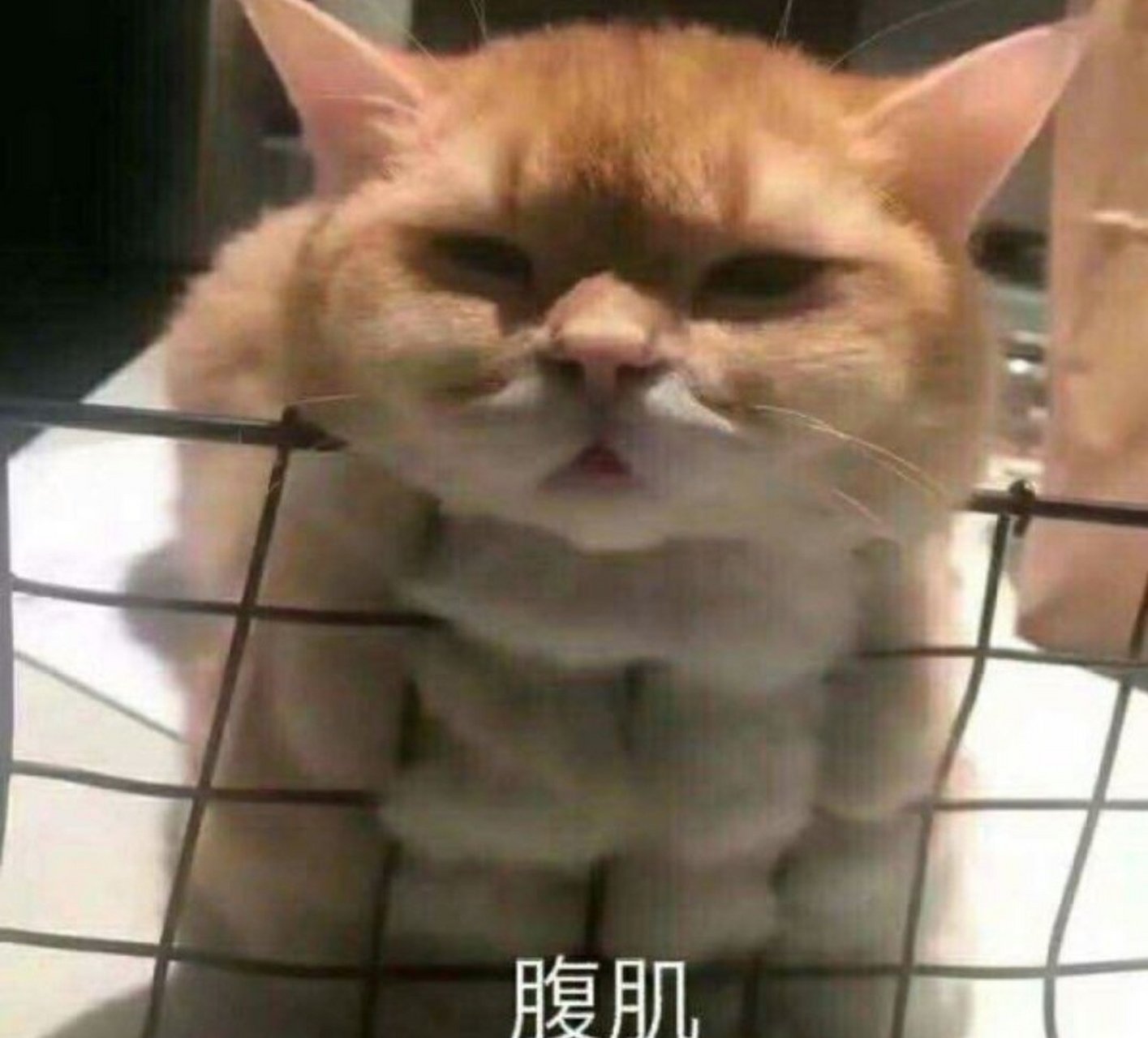 来看看动物的腹肌和玉米腹肌