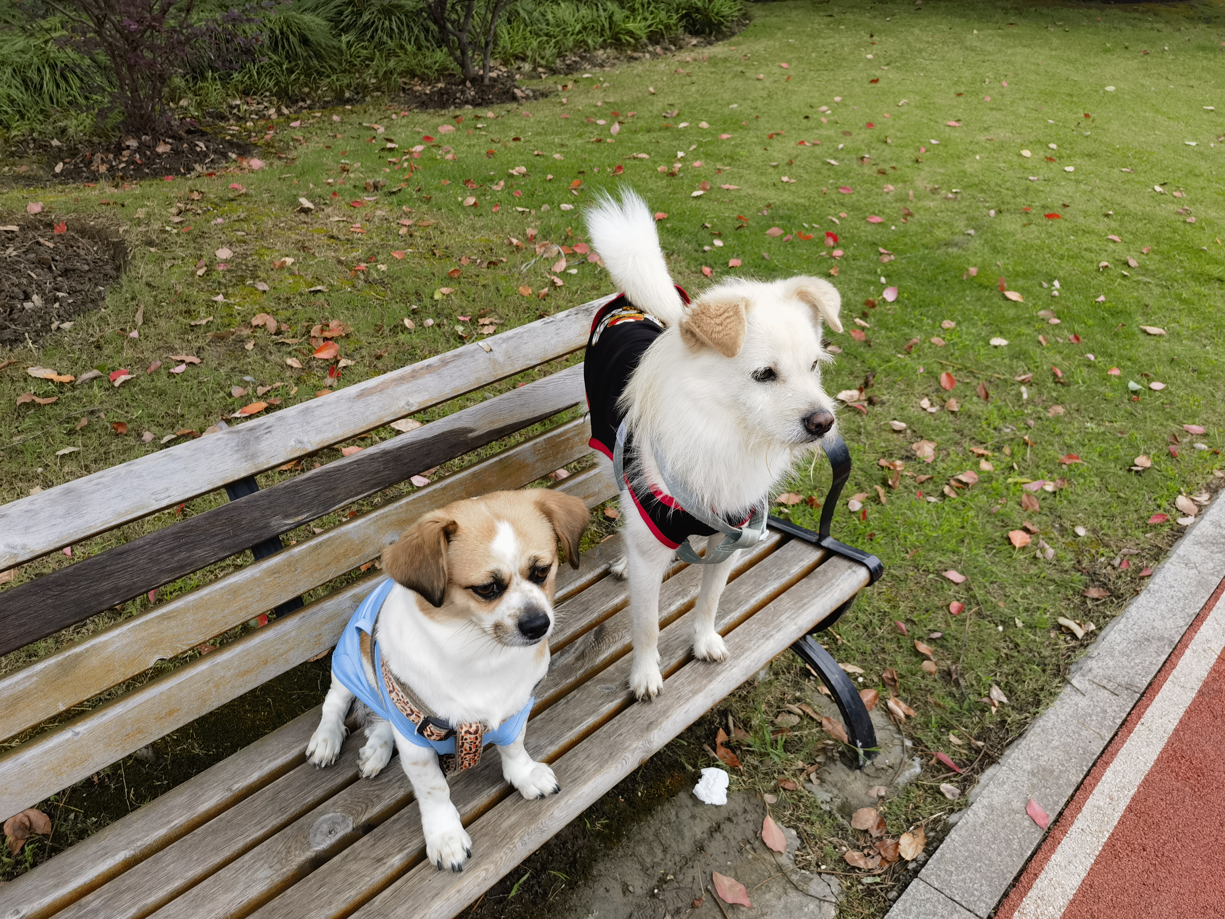 🐾公园长椅上的萌宠聚会💕  🌳在公园的宁静角落