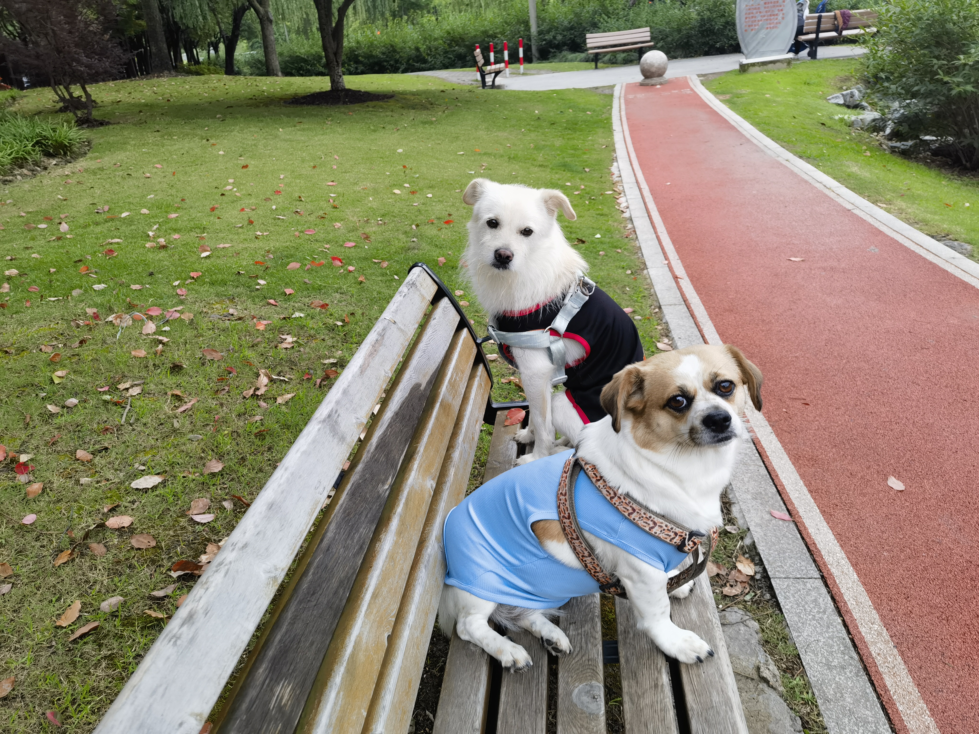 🐾公园长椅上的萌宠聚会💕  🌳在公园的宁静角落