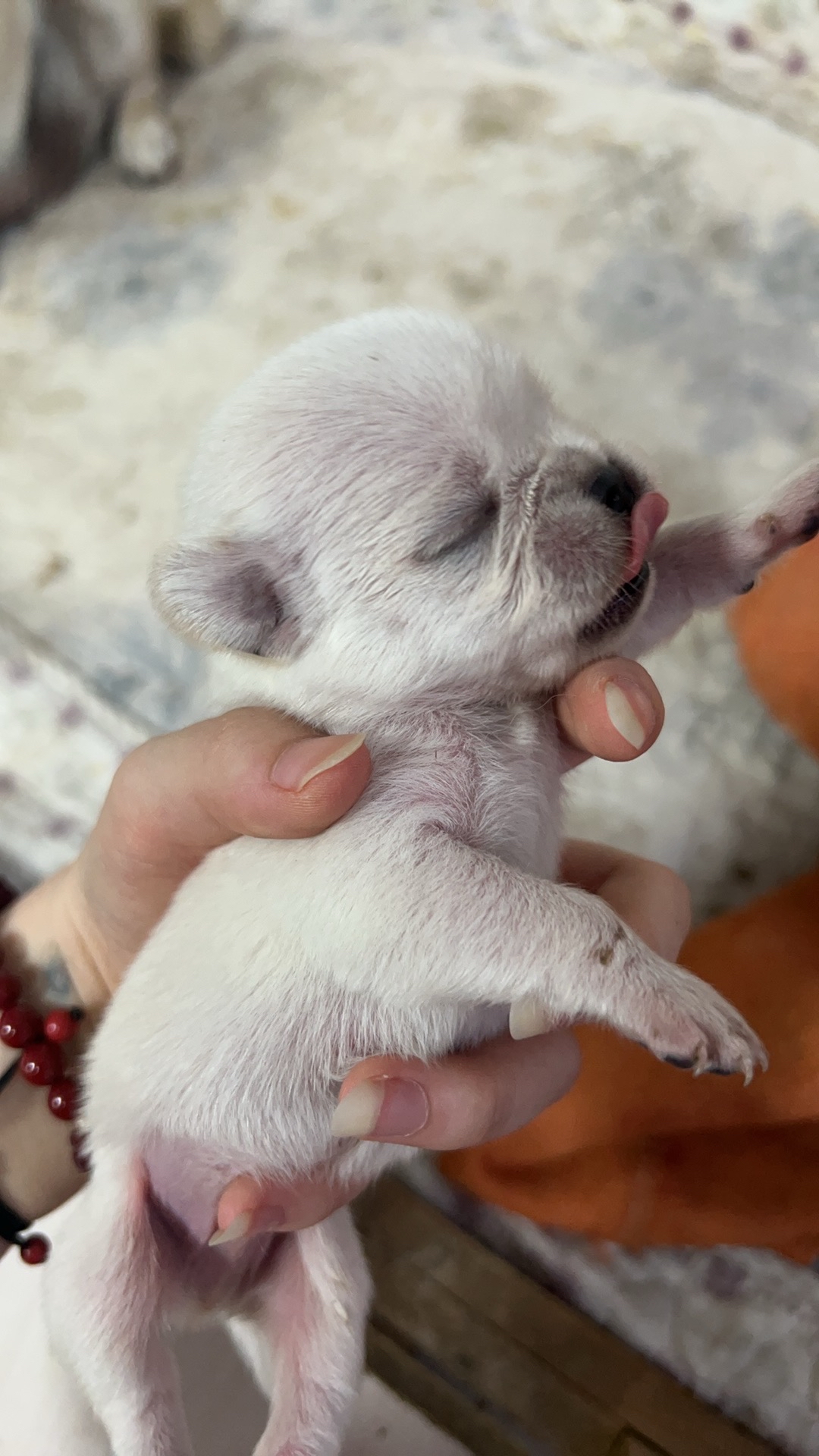 巴哥犬长大后图片