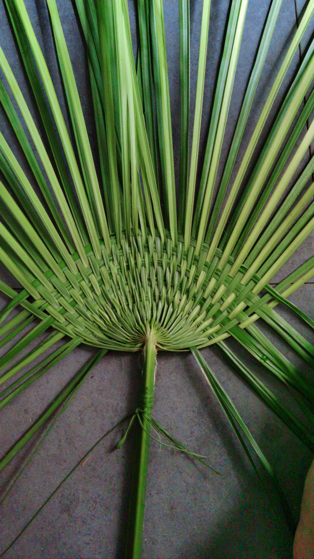 夏天来了,用棕叶编织一把好看的蒲扇,新鲜绿色清新治愈.